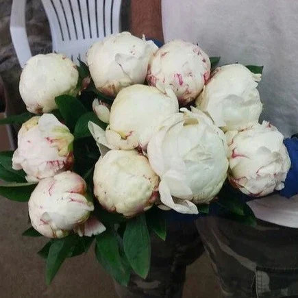 36489734081_b1d2a43e99_c_960x_crop_center.jpg.webp