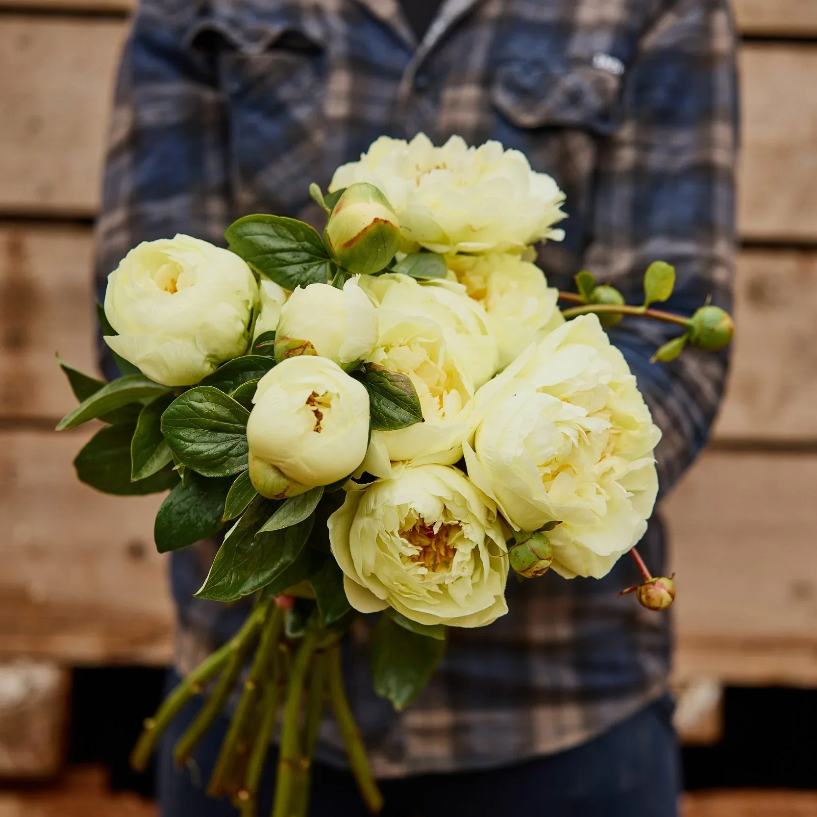 lemon chiffon.webp