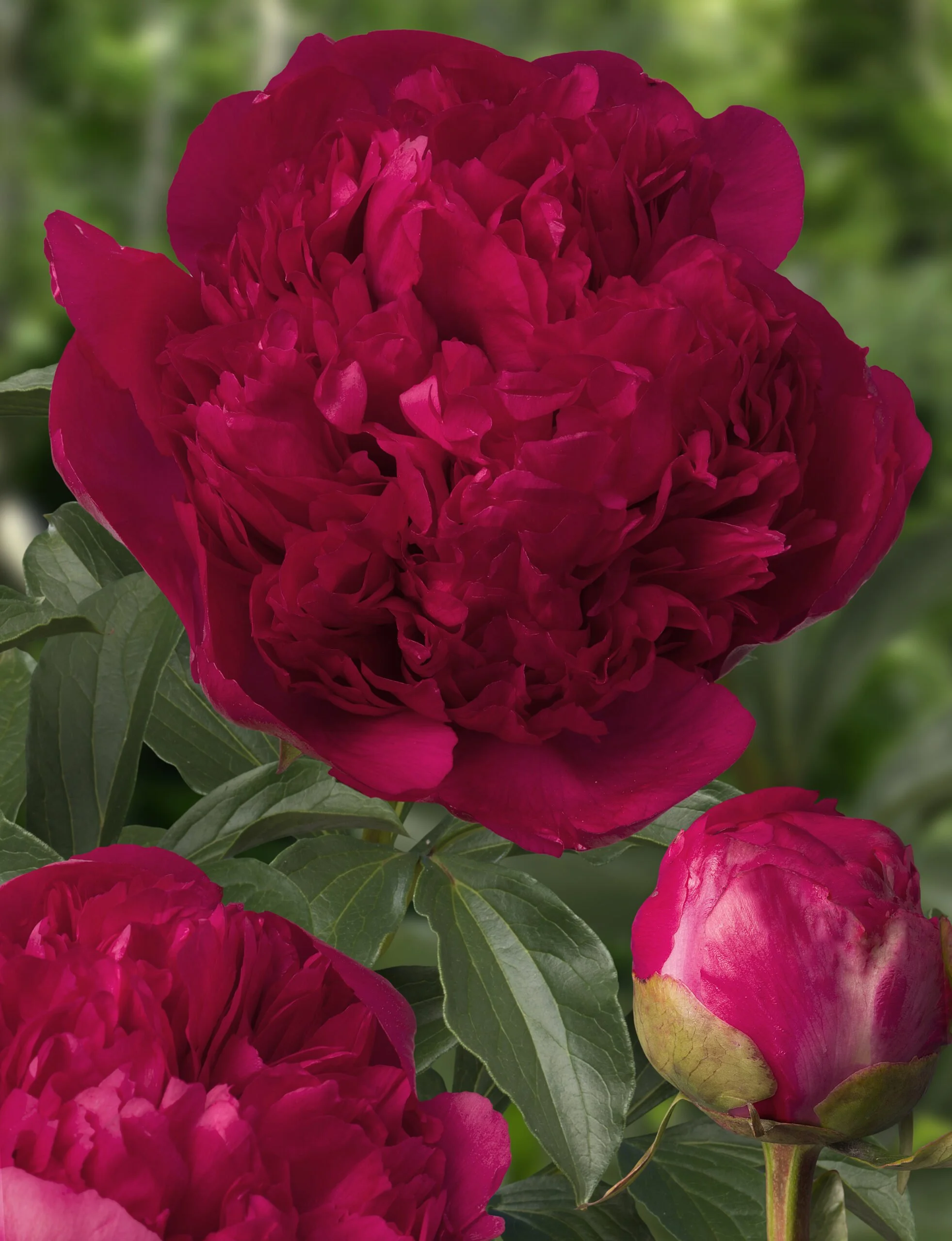 Paeonia-Command-Performance-scaled.jpg