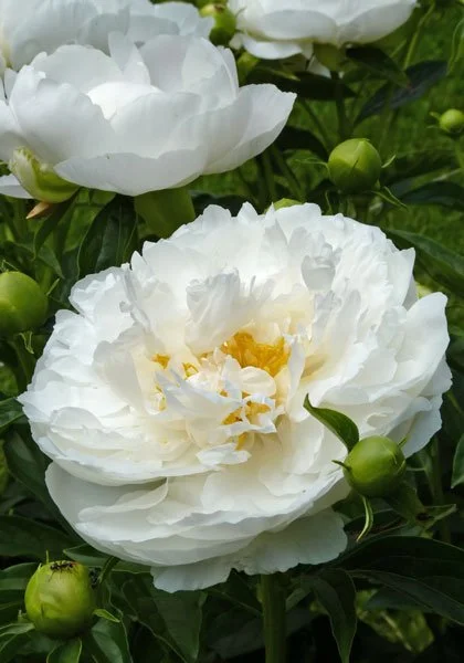 miss america peony.jpeg