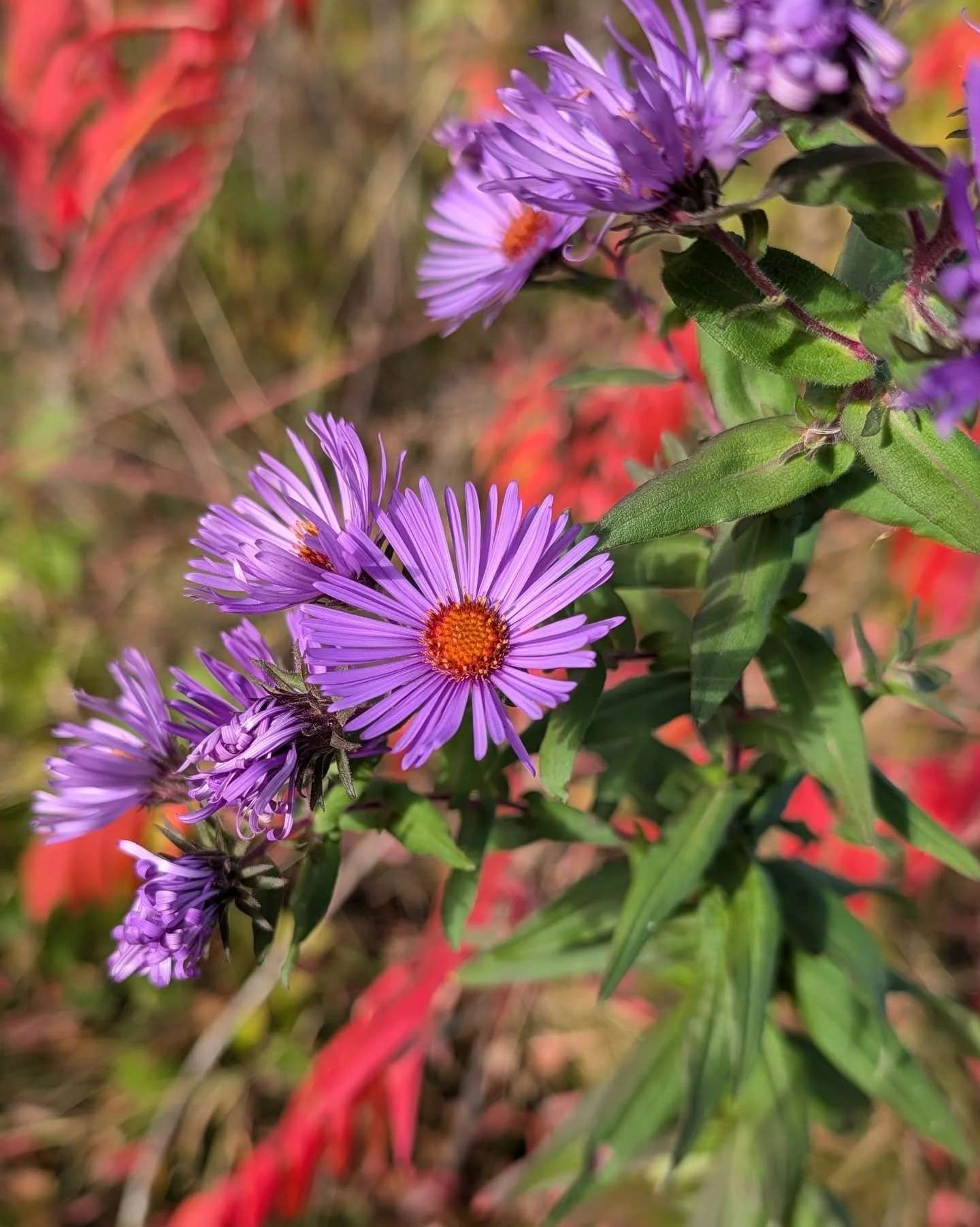 The many hues of New England aster (Symphyotrichum novae-angliae).
All straight species, no cultivars.
#nativeplants #nativeplantgarden #nativeflowers #wildflowers #minnesotawildflowers #aster #pollinatorplants #newenglandaster #ecology #ecological