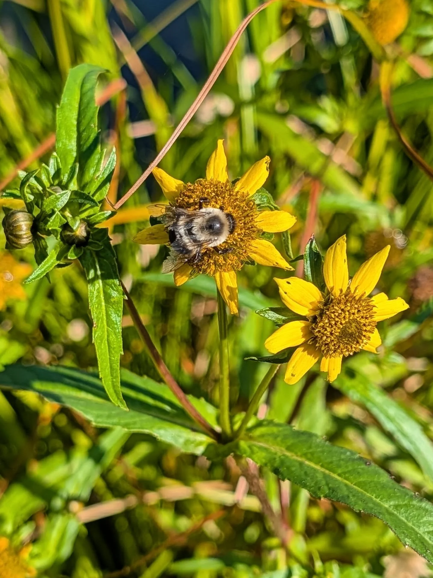 Checking on a wetland stewardship site after seeding last winter. Native blooms are going strong in October! There are a couple dense buckthorn stands to tackle this fall, but these four acres of habitat have seen dramatic improvement after a year of