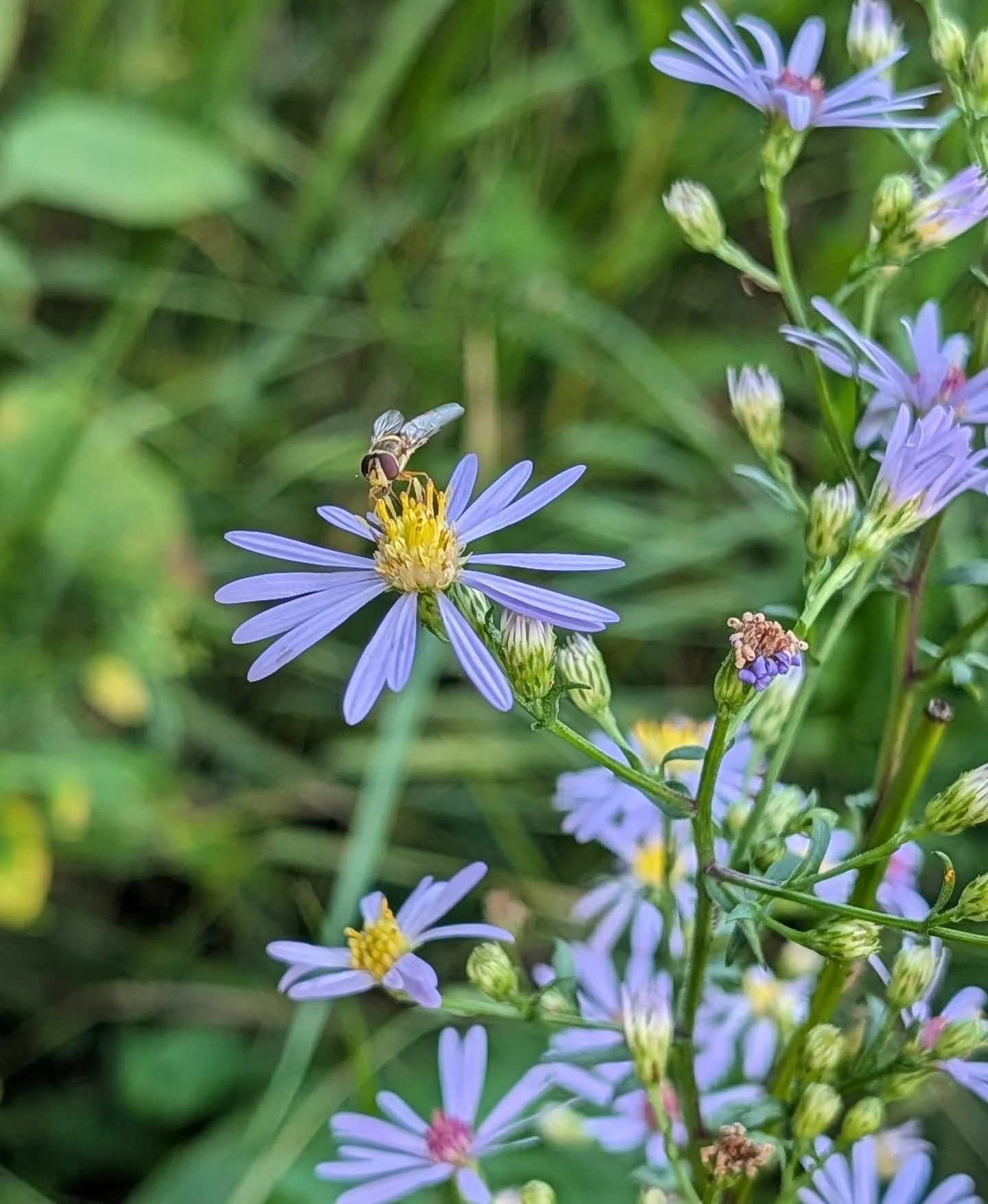 I 💜 asters!
Asters are essential in every native planting. They are keystone species, supporting disproportionately large numbers of ecosystem neighbors. This includes humans, since we rely on pollinator populations that can't survive without aster