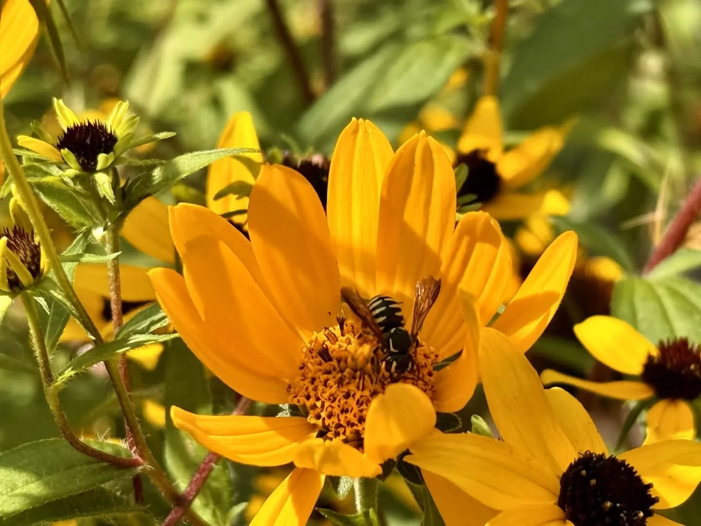 Late summer looks good on the pocket prairie.
Year two growing from seed. Easy, beautiful, and ecological. 🐝
#ecologicallandscaping #ecology #sustainablelandscaping #pocketprairie #prairieplants #prairieflowers #wildflowers #wildlifehabitat #nativ
