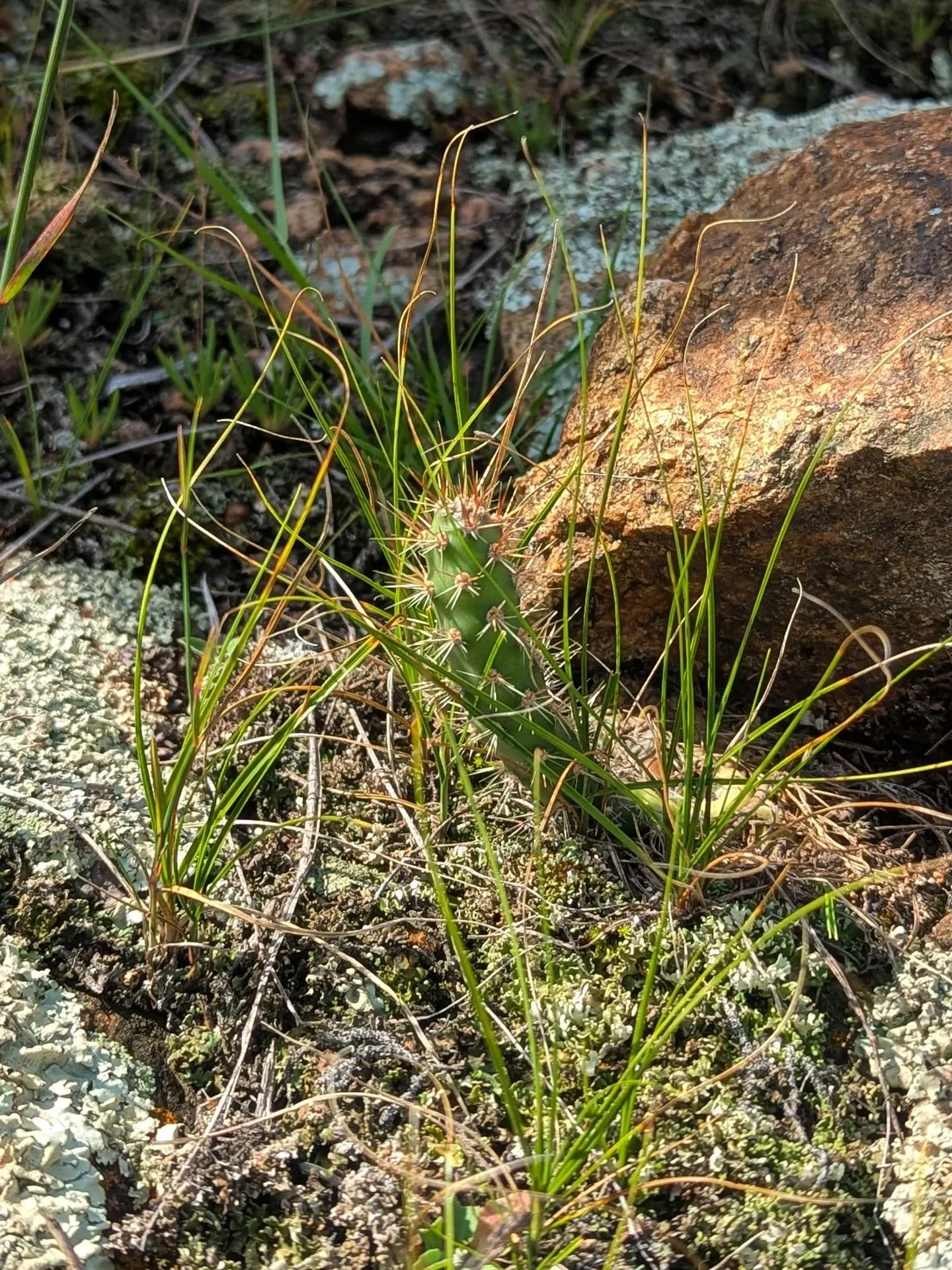 Shots from this week's field trip to the Minnesota River Valley near Redwood Falls!
For 2025-2026, I have the privilege of serving on the Department of Natural Resources' (DNR) Natural Heritage Advisory Committee (NHAC). This group includes individu