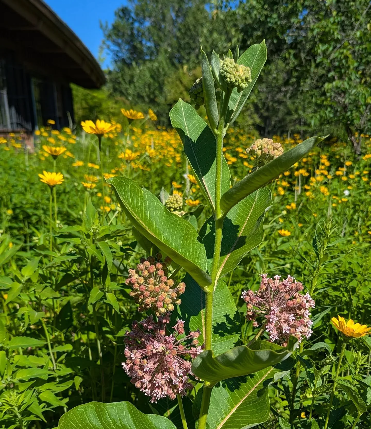 Midsummer delights in native gardens.
Common milkweed (Asclepias syriaca), early sunflower (Heliopsis helianthoides), Culver's root (Veronicastrum virginicum), and anise hyssop (Agastache foeniculum) are putting on a show right now!
#nativeplants #