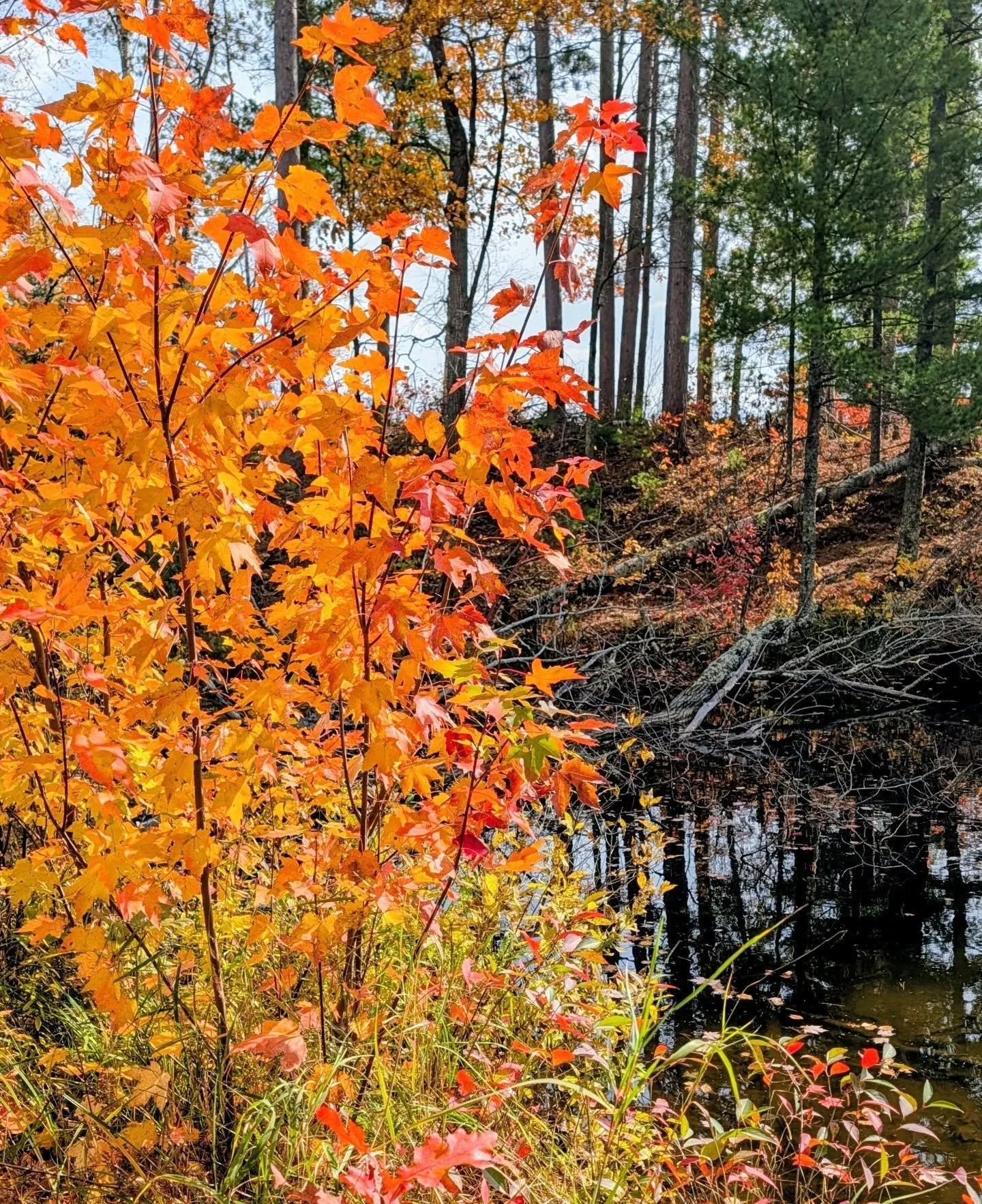 Fall color that can't be forgotten. When the higher leaves drop, understory shrubs are where you'll find intense color into November.

1) Sugar maple and oak saplings
2) Black chokeberry (Aronia melanocarpa)
3) Oak sapling leaves, probably red oak (Q