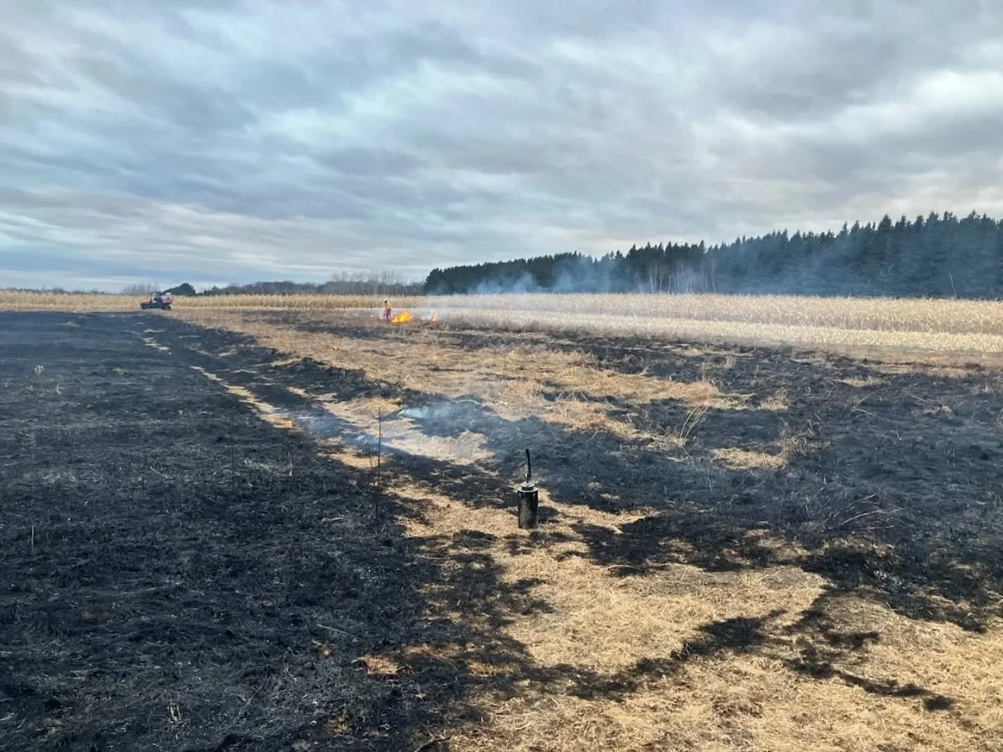 Bringing fire back to the land. 🔥

I'm working with a client to restore three acres of former pasture grass. The land is being converted to a native meadow, with seeding planned for early next summer. Trees will be planted later, with a long-term go