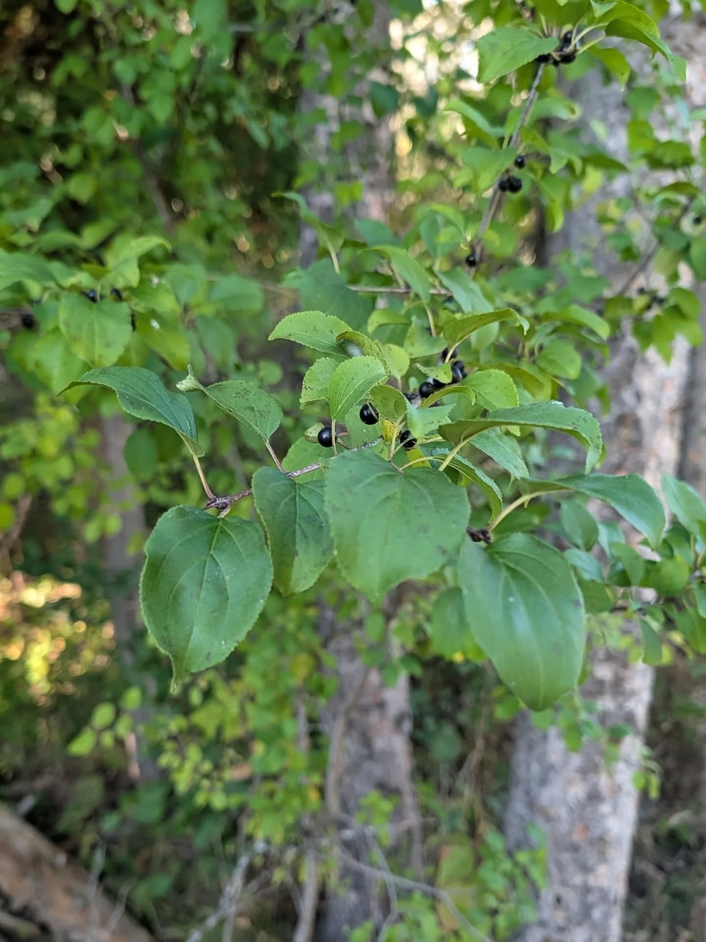 Got buckthorn? Get rid of it this winter!

I offer restoration services to help people manage invasive plants and replace them with native plants. I'll work with you to create a management plan that's sensitive to surrounding ecosystems while ensurin