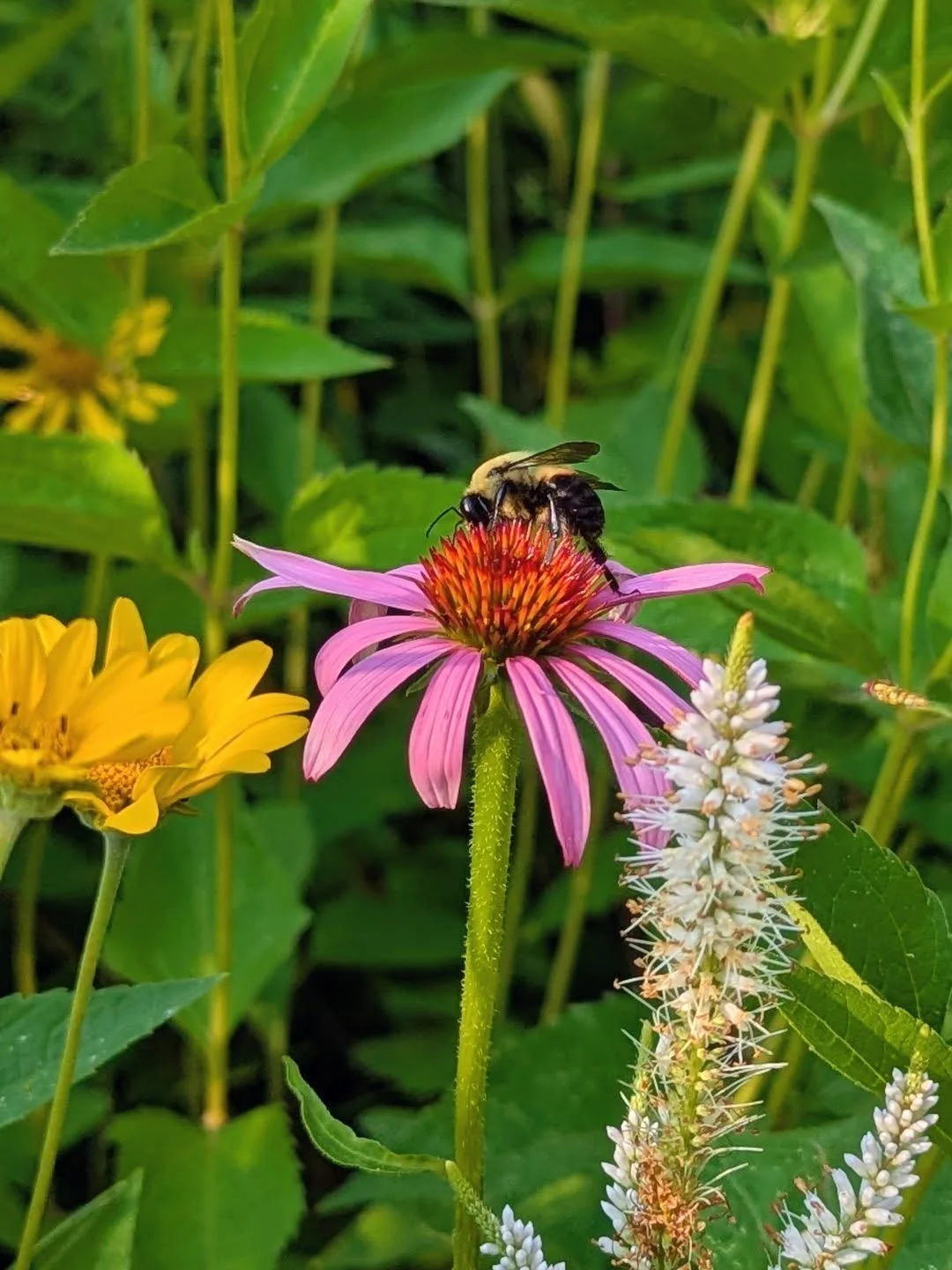 No pollinators left behind!

Native plants support all pollinators. But not every pollinator can use every native plant.

Pollinators come in many shapes and sizes, just like plants. Some, like butterflies, have long tongues to access deep nectar wel
