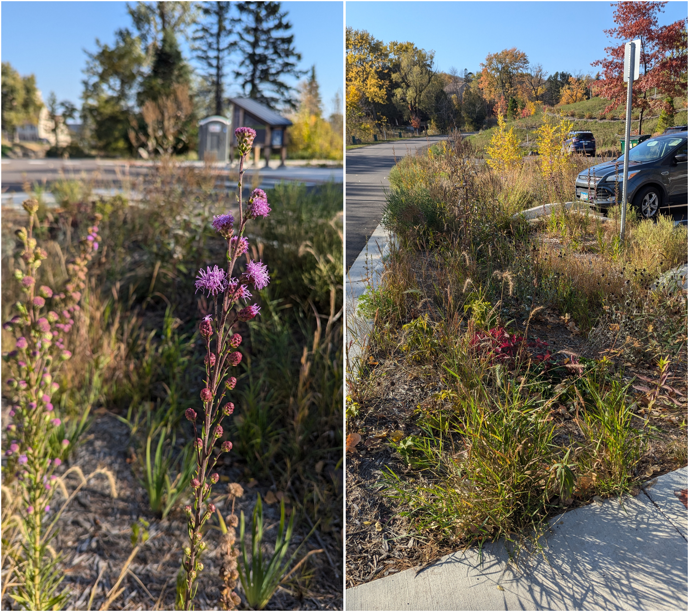 Salt-Tolerant Native Plants for Tough Spaces