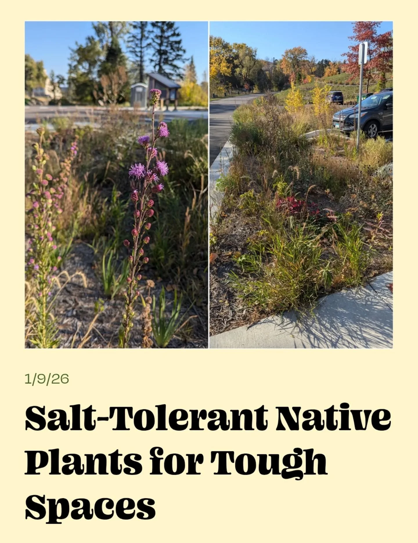 Salt pollution is a real problem in Minnesota, especially along roads, driveways, and sidewalks. Minimizing salt use is essential, but so is planning for salt pollution in your plantings.

Numerous native plants can tolerate salty soil conditions. A 