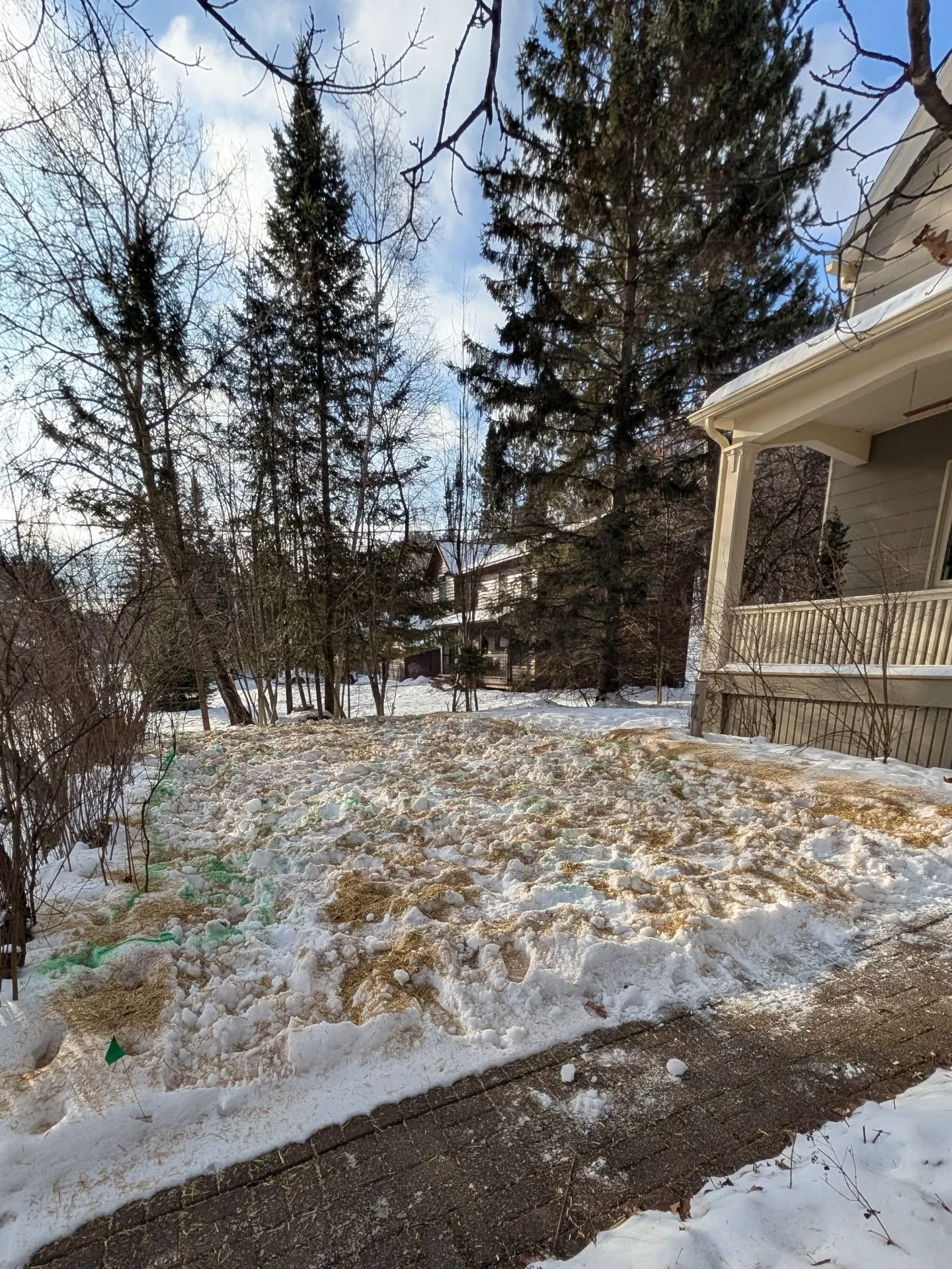 This picture may look like dirty snow, but you're seeing an experimental seeding in progress!

Goutweed had overtaken this yard (see third photo). After a lot of digging and sifting, the yard got down to bare soil. Then, I sowed a mix of aggressive c