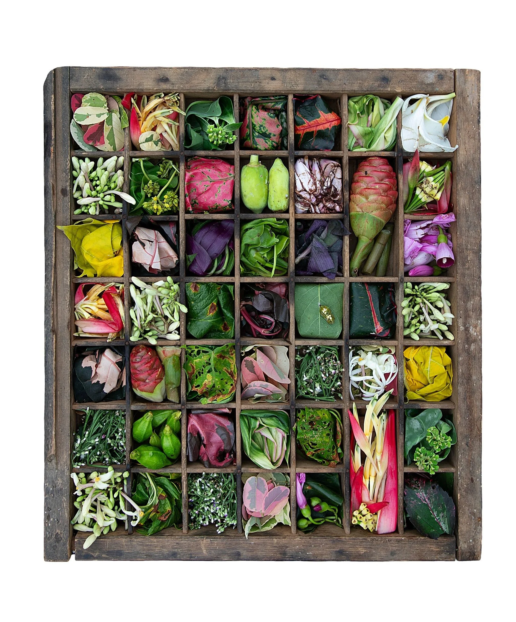 Drawer7_Partial_Plants.jpg