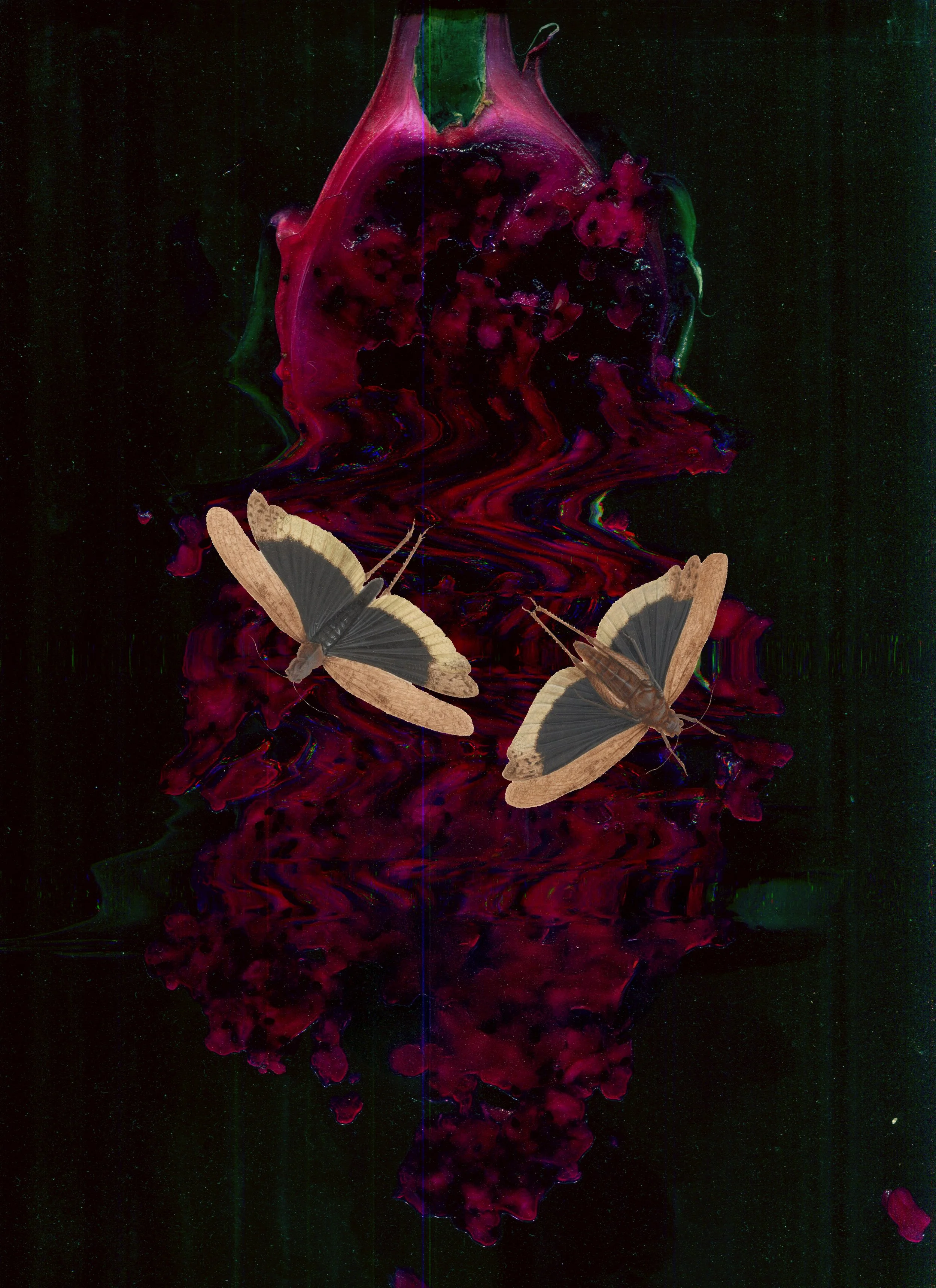 MS - Plate 011 _ Dragon Moth.jpg