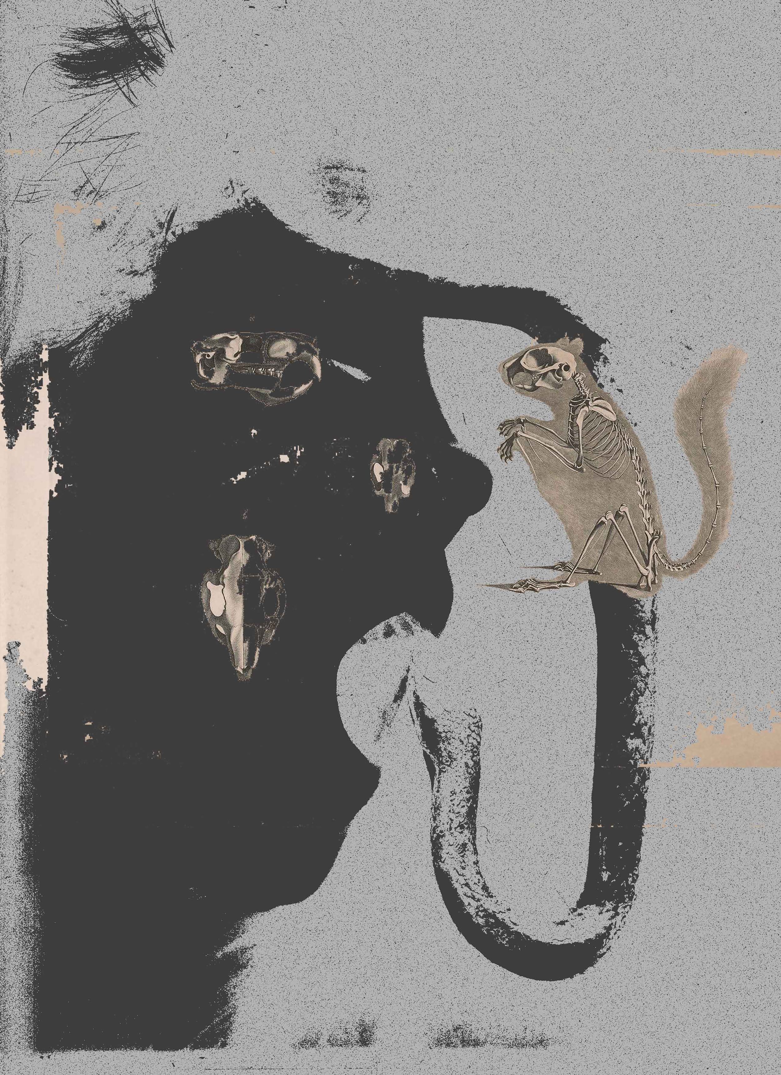 MS - Plate 029 _ Taxidermy.jpg