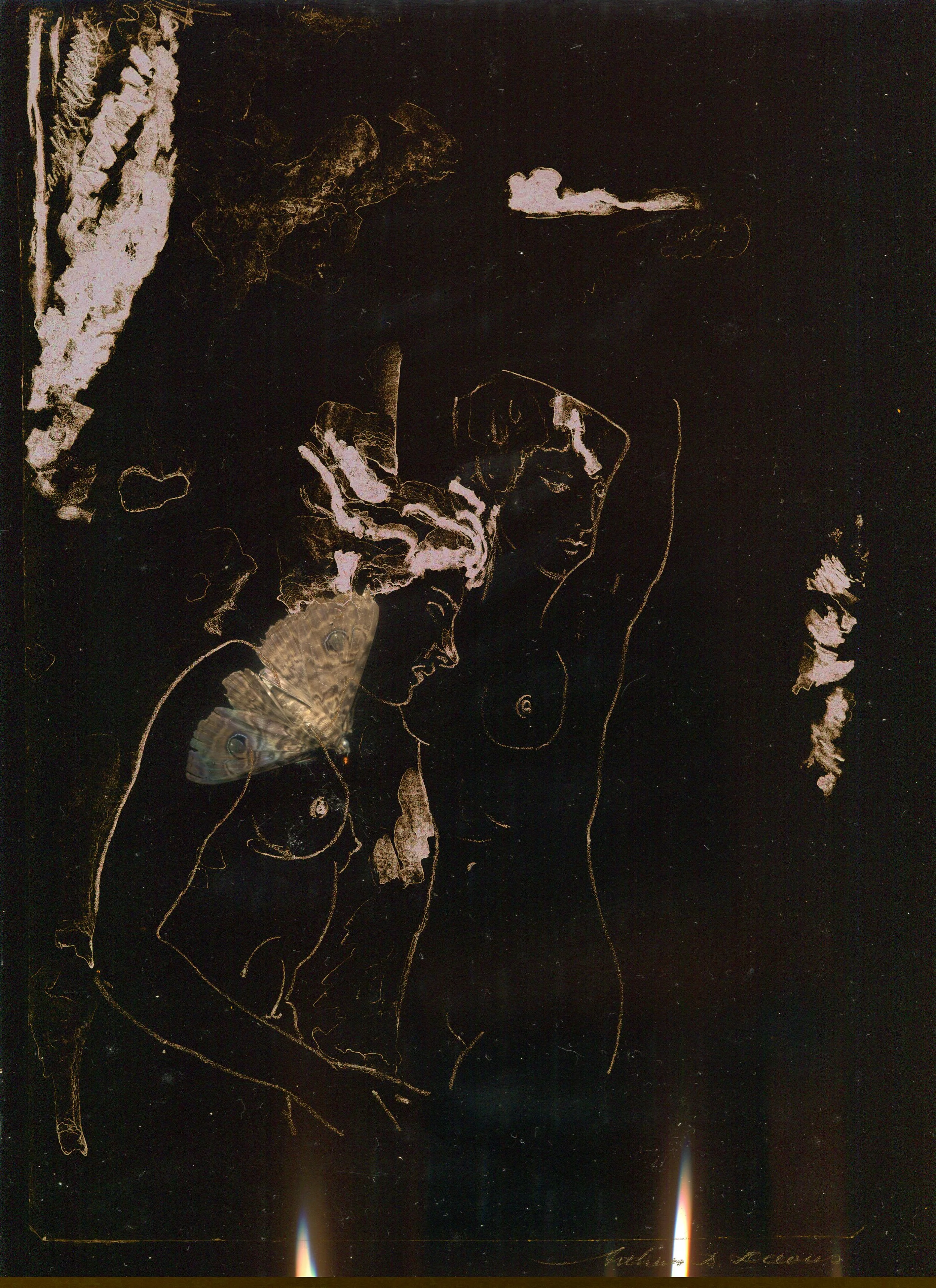 MS - Plate 033 _ Moth Bodies.jpg