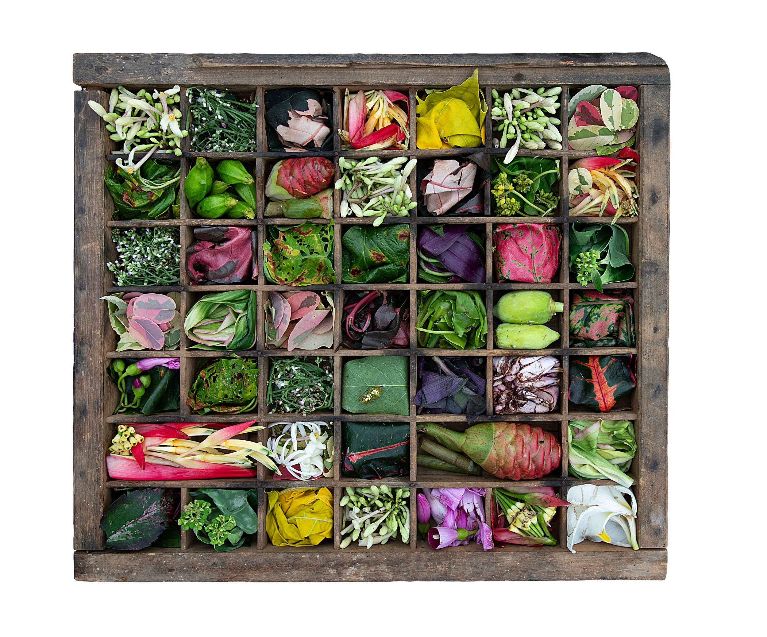 Drawer7_Partial_Plants.jpg