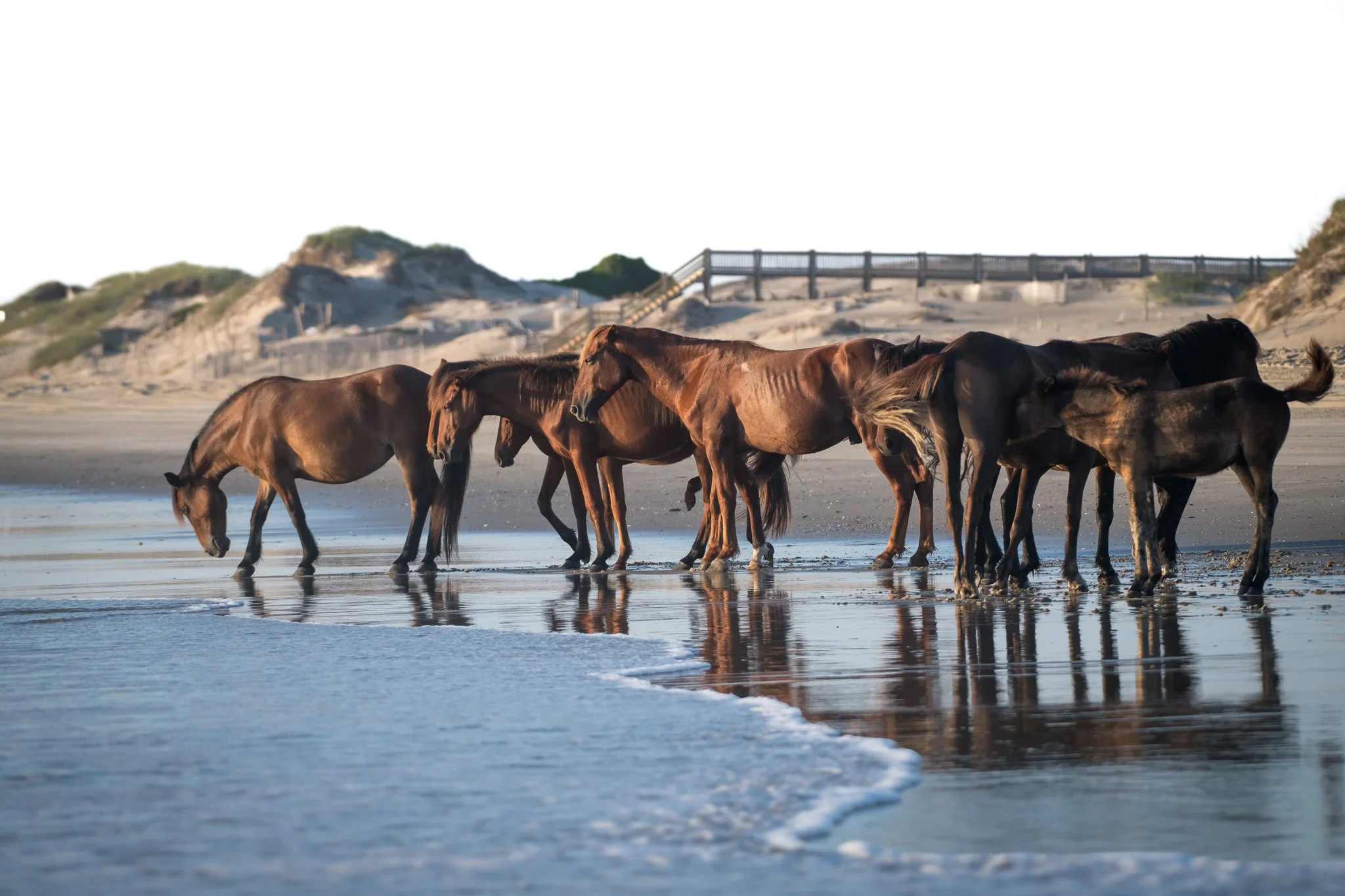 20260906 OBX Horses_37.jpg