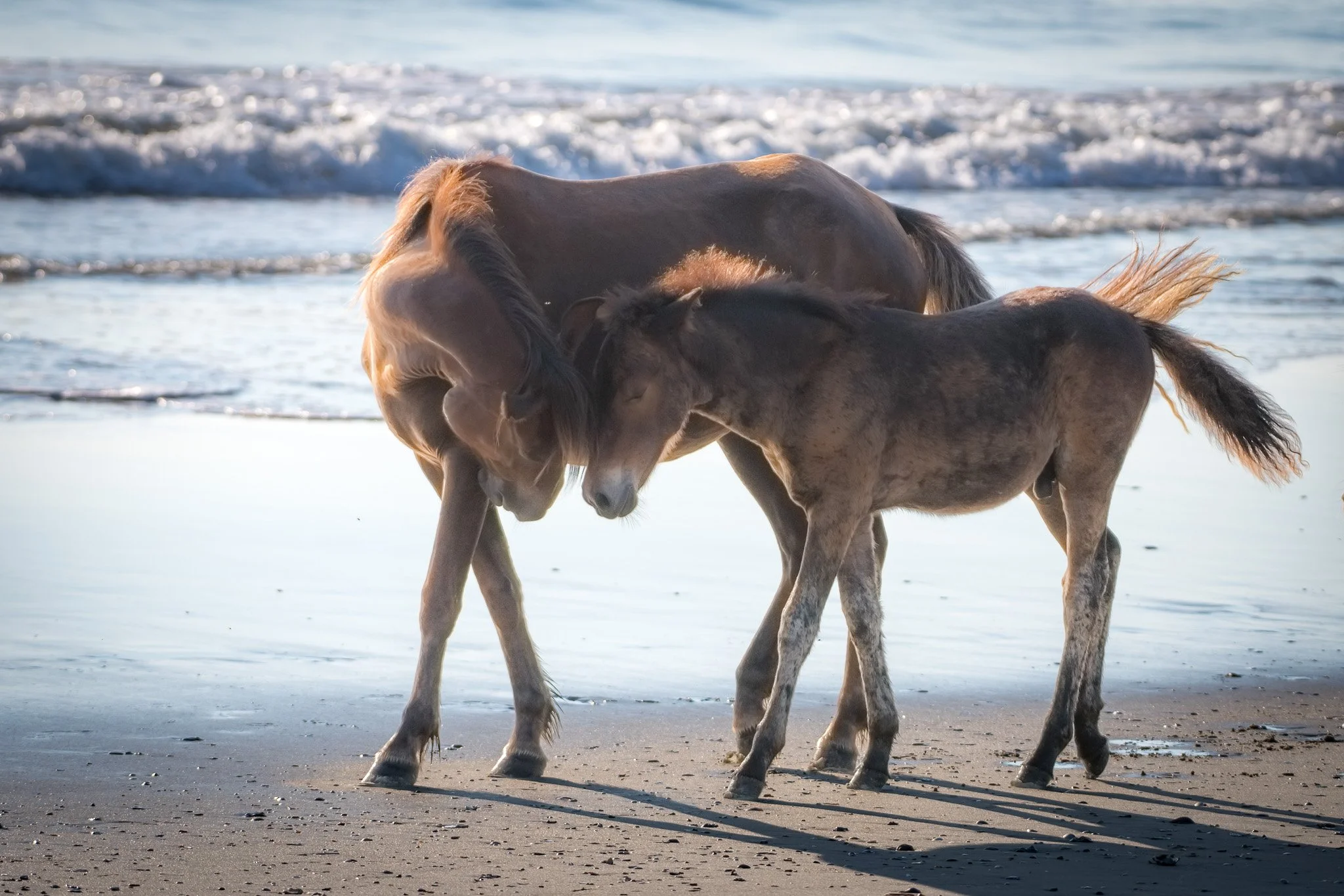 20260906 OBX Horses_46.jpg