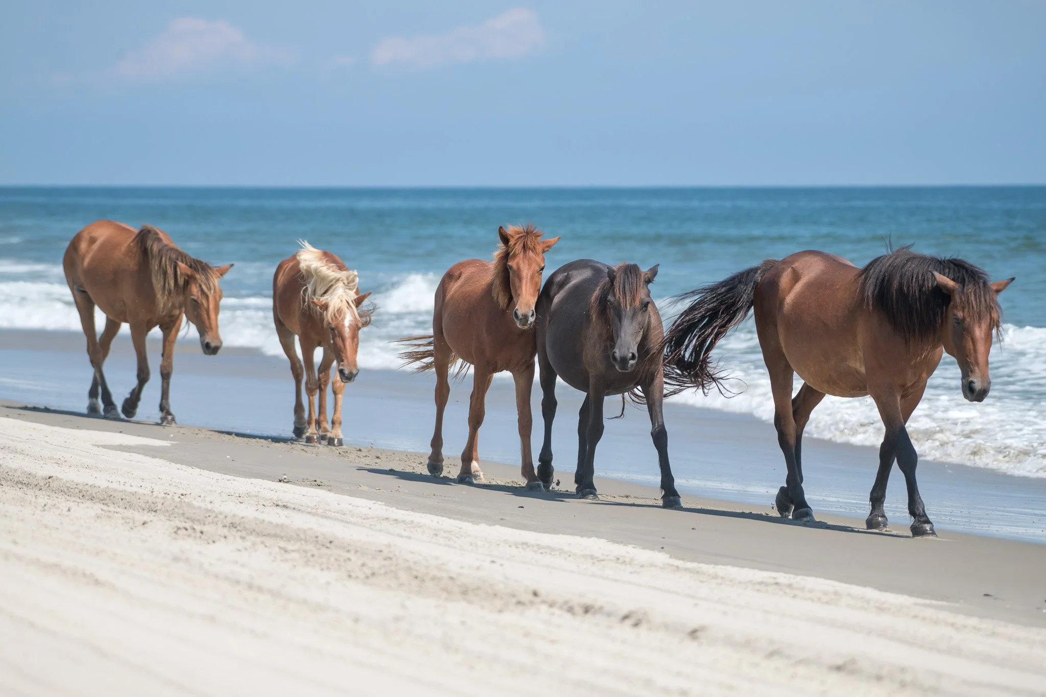 20260906 OBX Horses_56.jpg