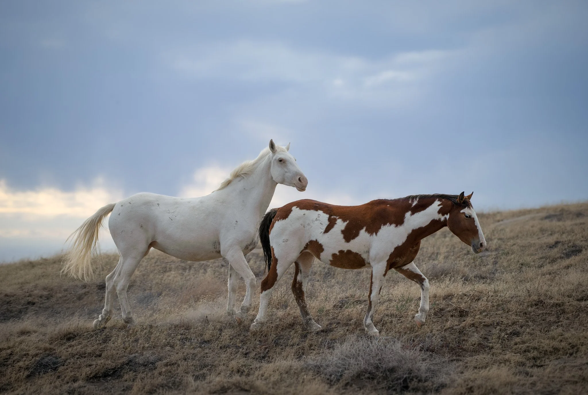 Wild Horse Morning
