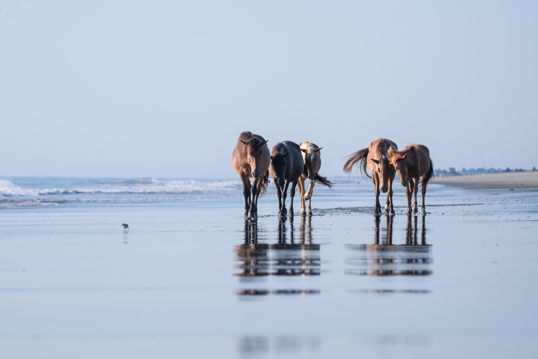 20260906 OBX Horses_54.jpg