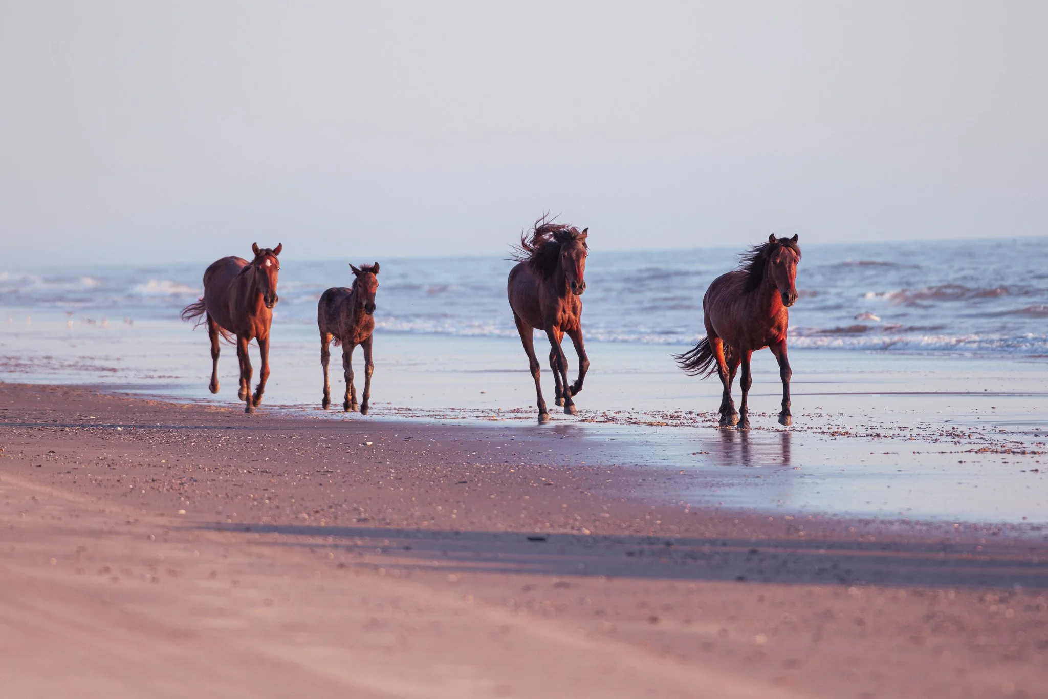 20260906 OBX Horses_28.jpg