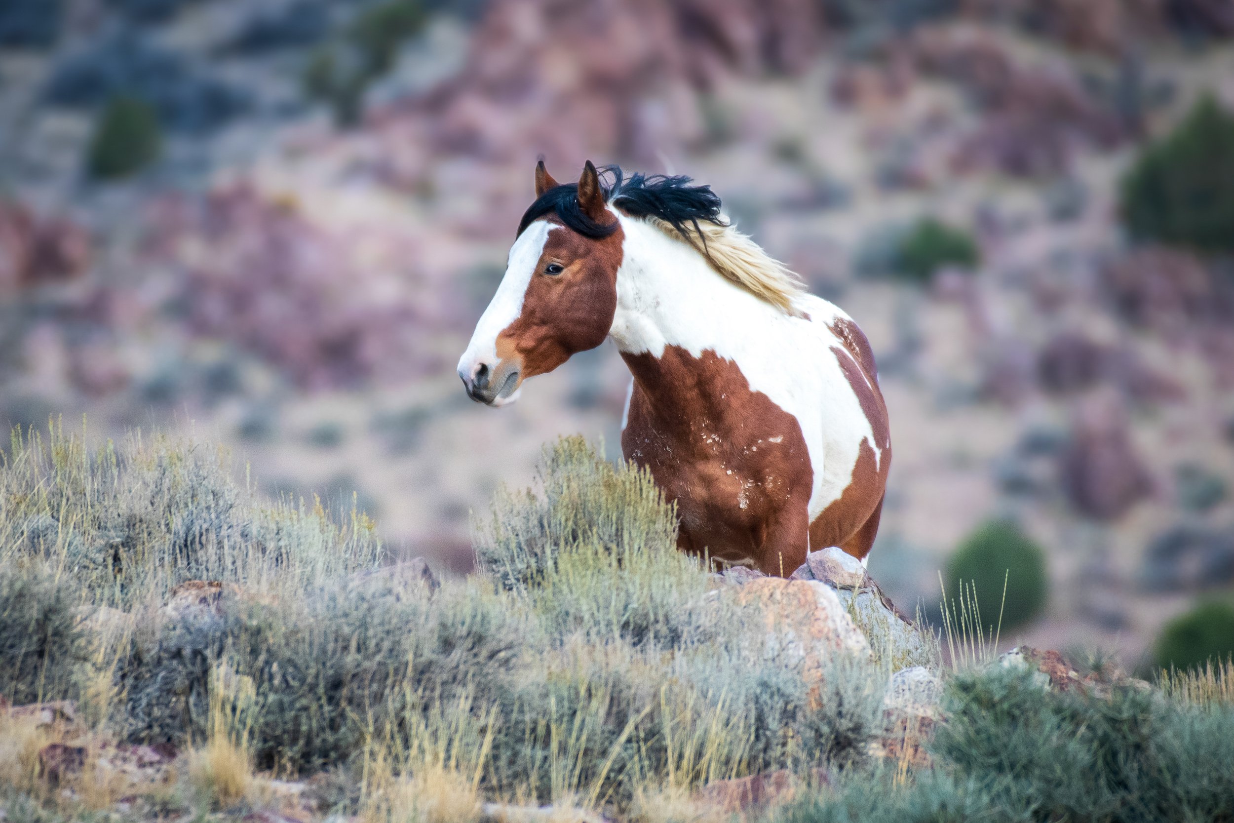 Wild Horse with the Blue Eye