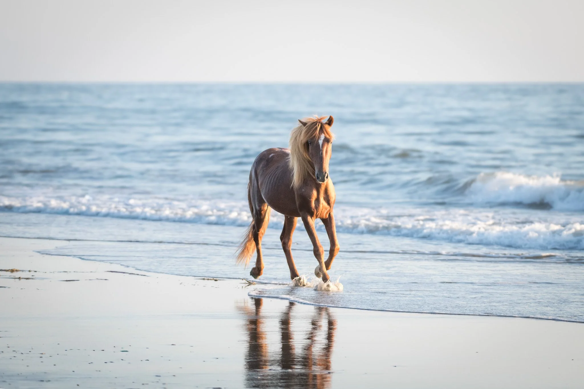 20260906 OBX Horses_32.jpg