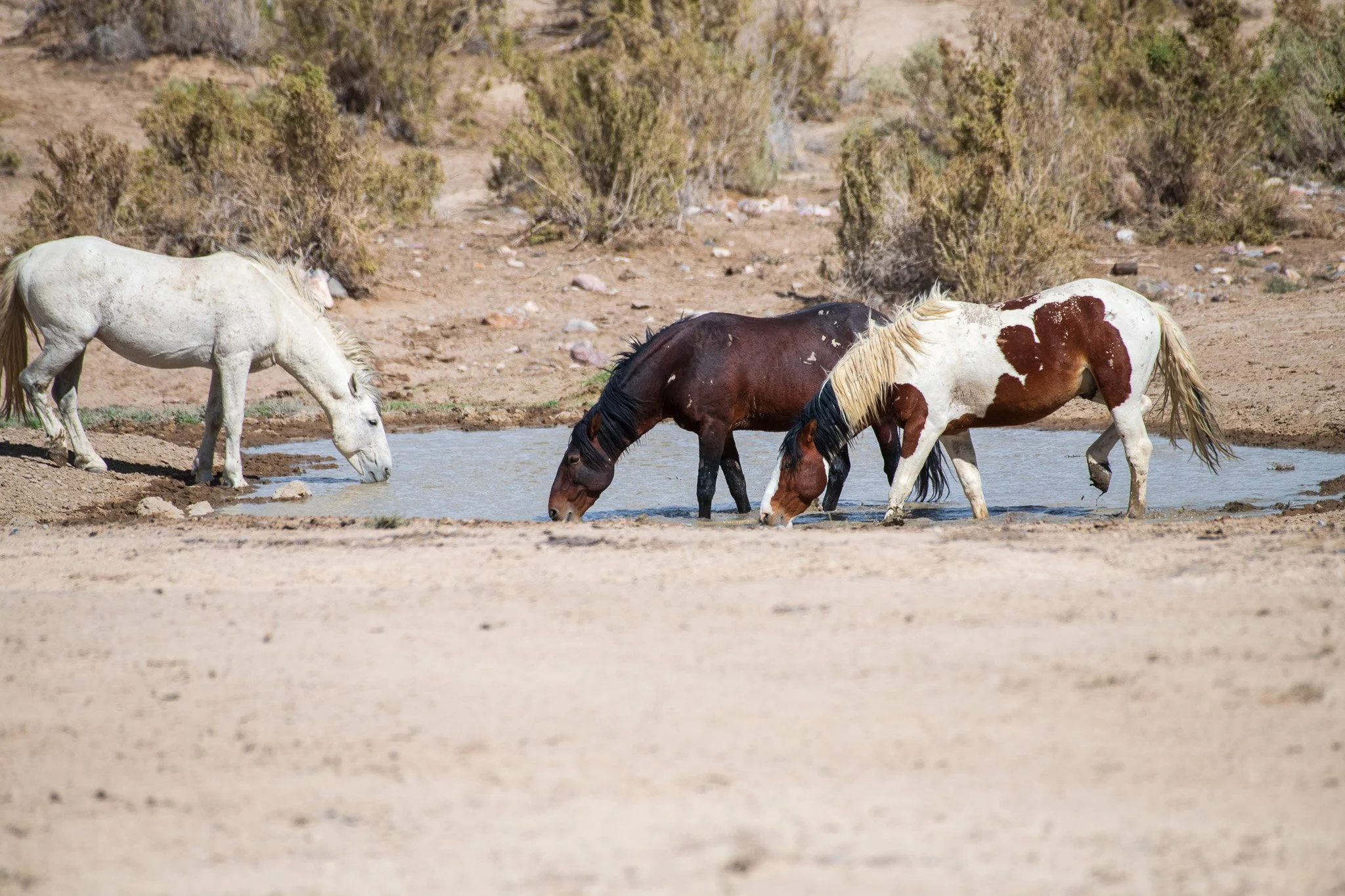 Wild Horses at Water