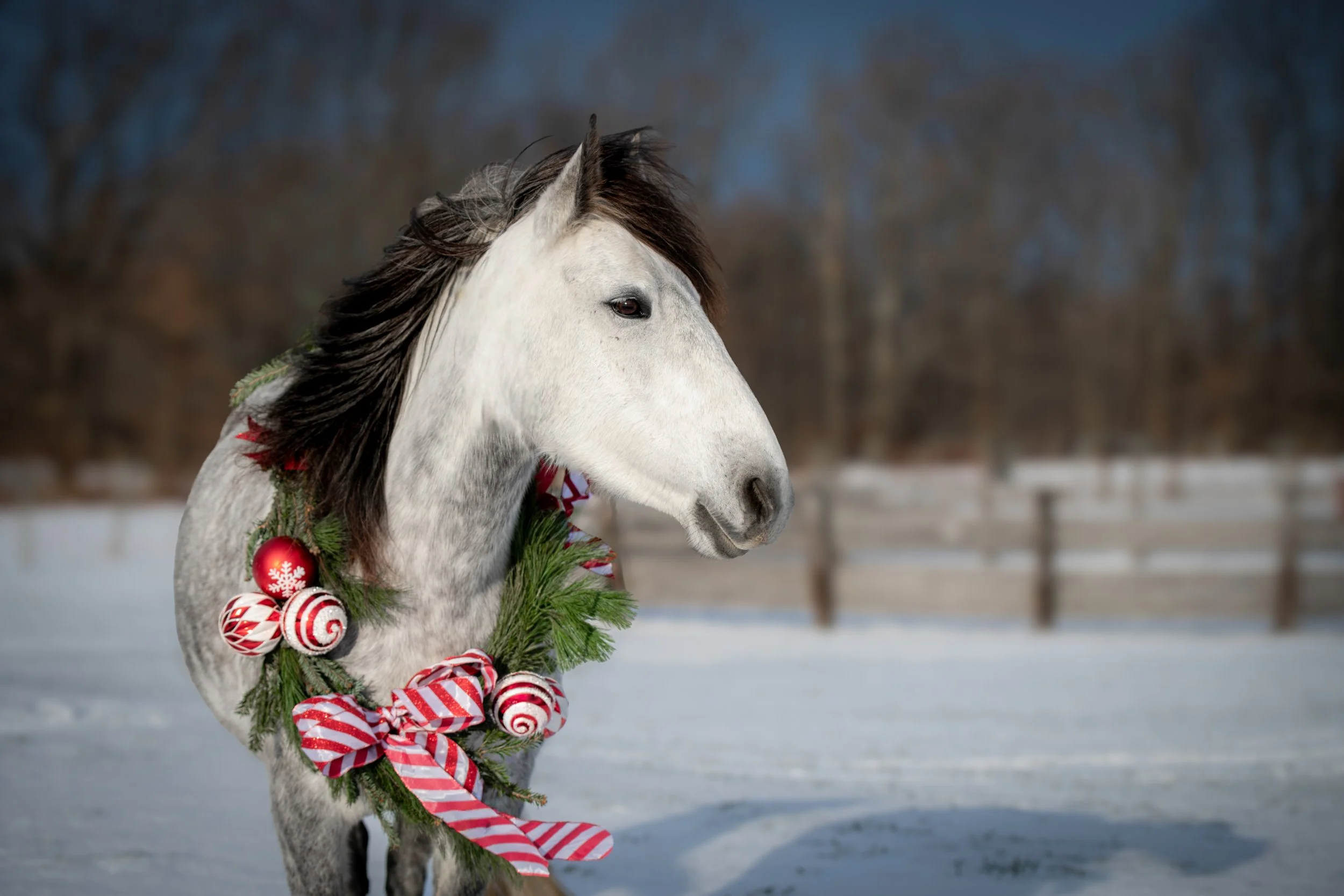 20251220 Red Horse Run Holiday Shoot_9.jpg