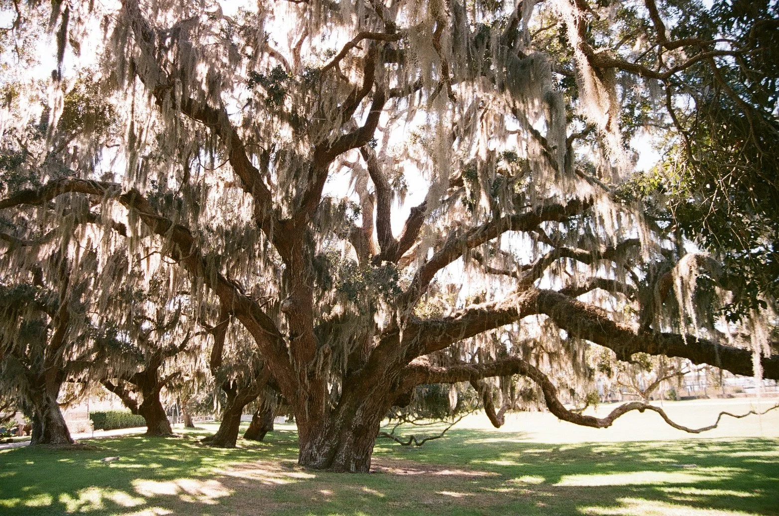 She's Seen Some Shit | Jekyll Island, GA | 2022 | 35mm Film