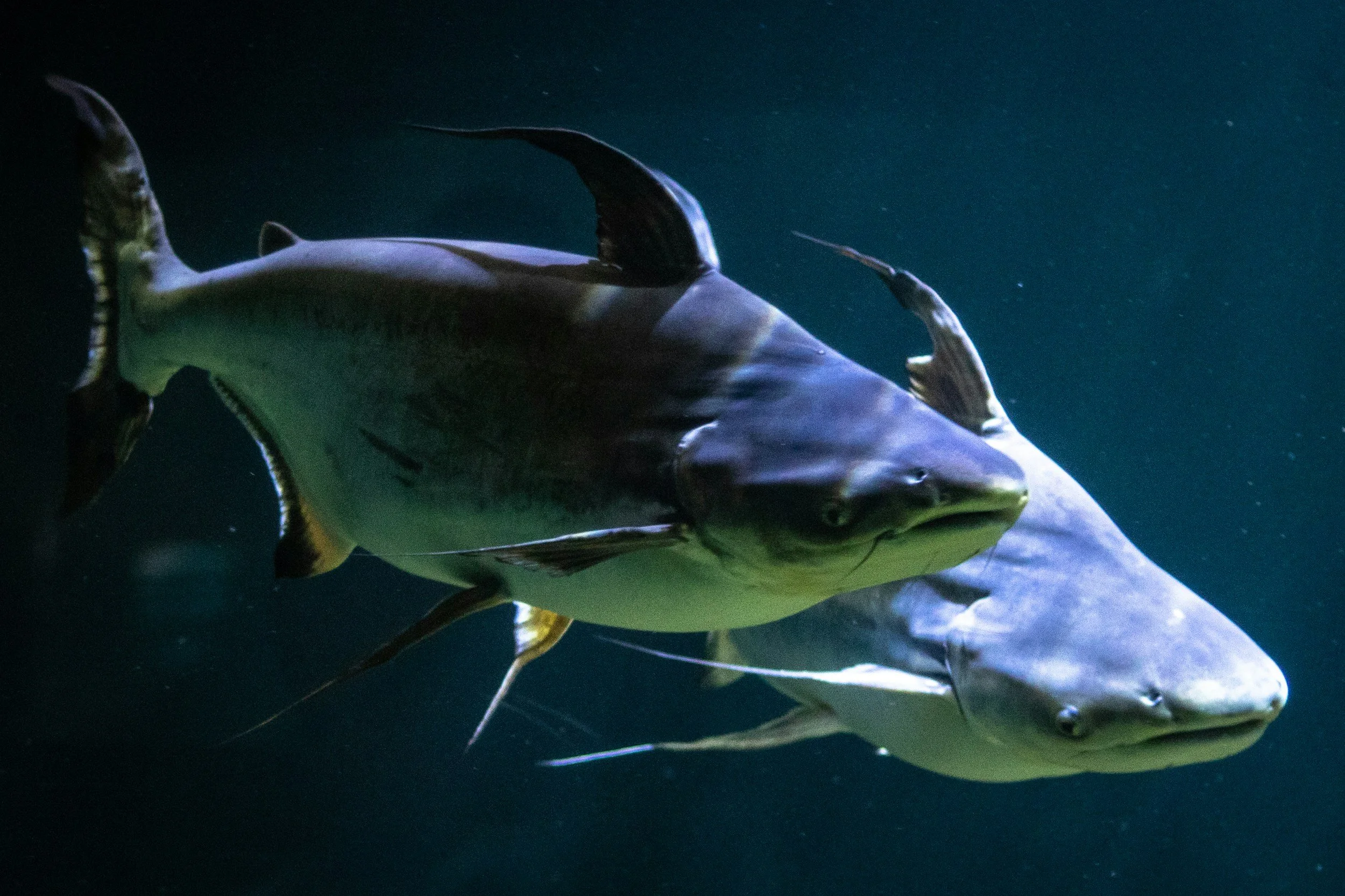 A Beginner’s Complete Guide to Catching Catfish in DFW