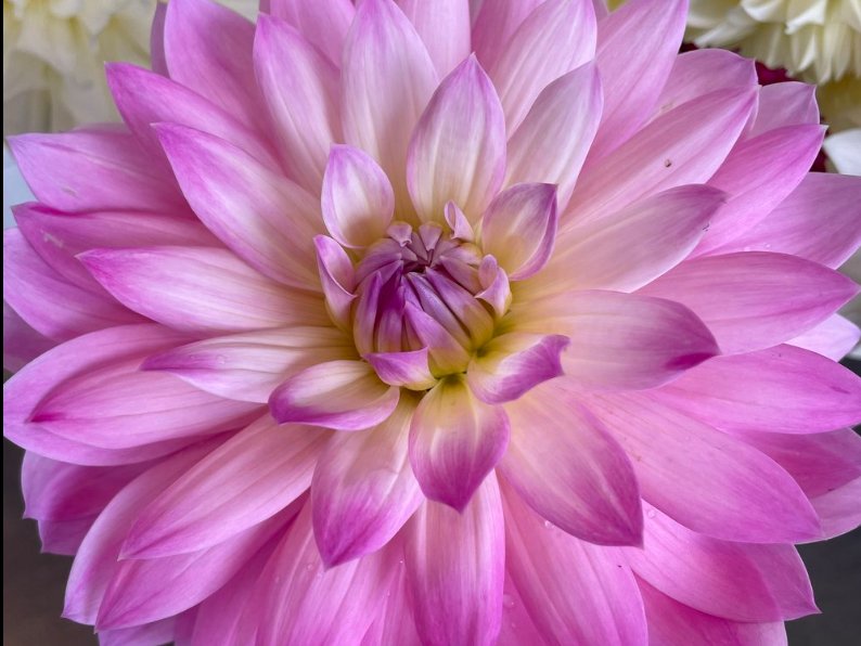 Dahlias