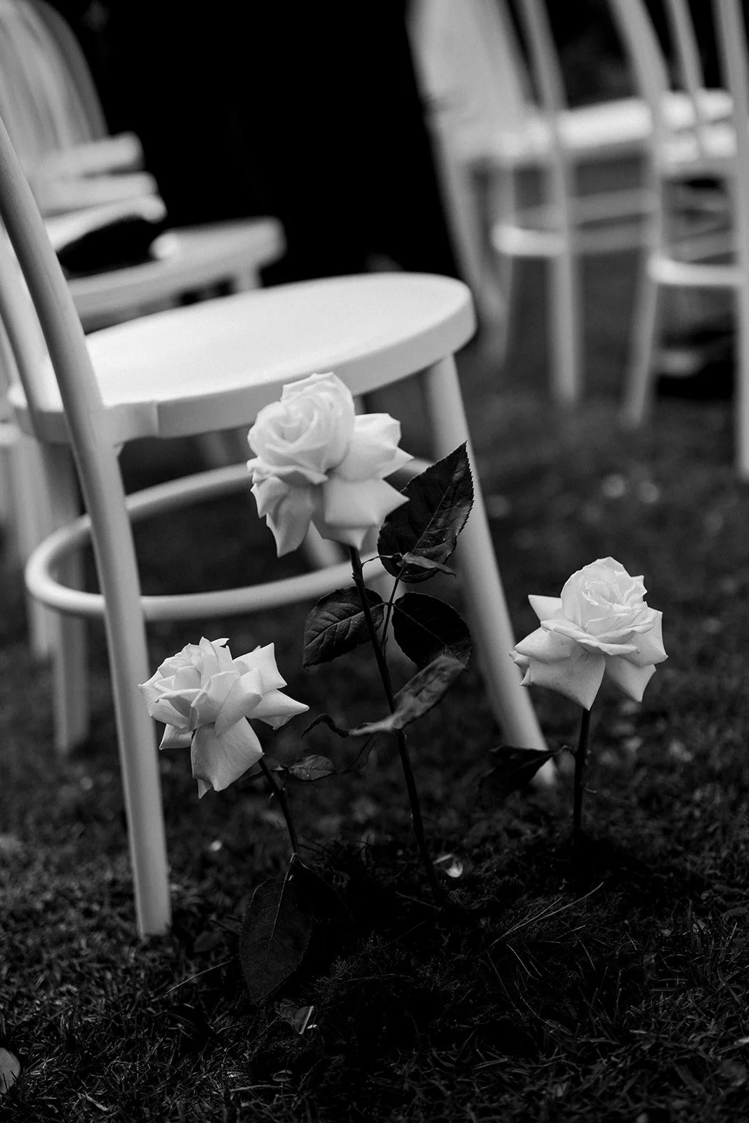 Black and white photo of three white roses planted in the ground, with white chairs in the background.
