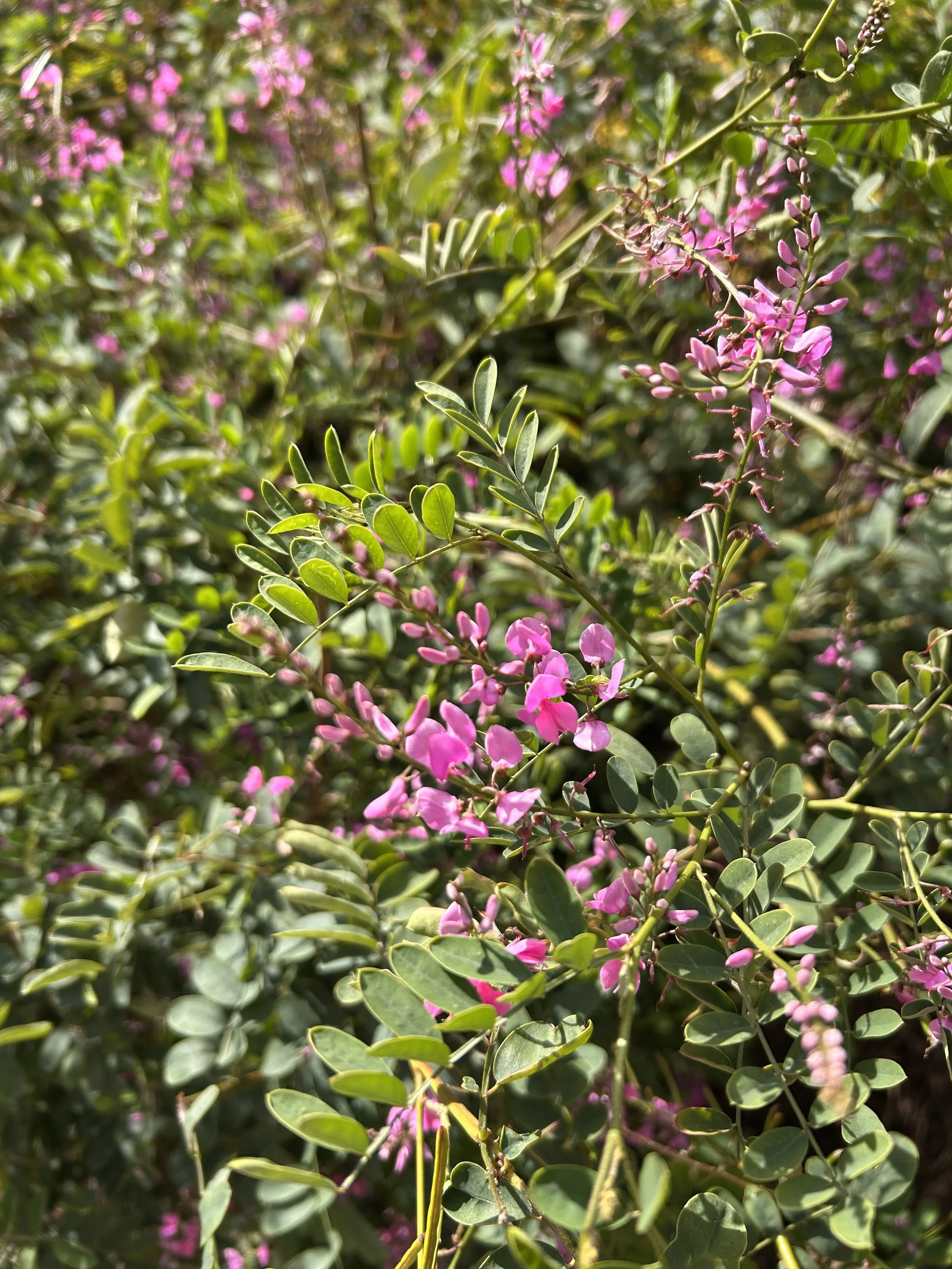 IMG_6805.jpeg