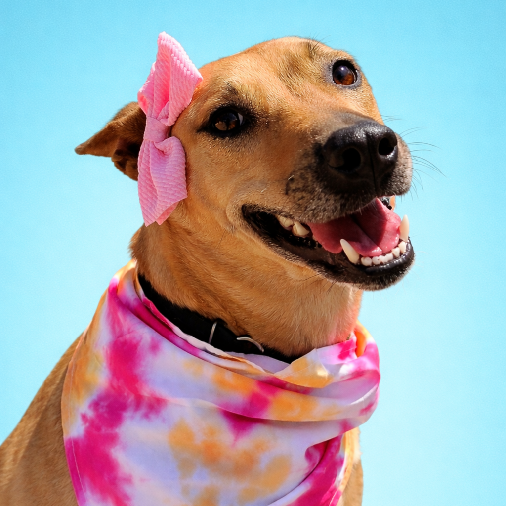 Star is a 3 year old spayed female