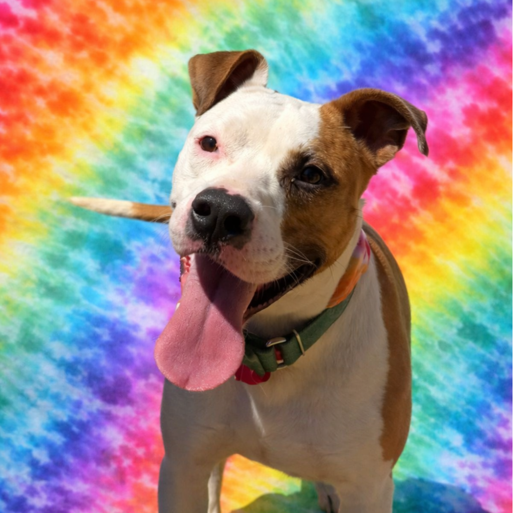 Dove is a 4 year old spayed female 
