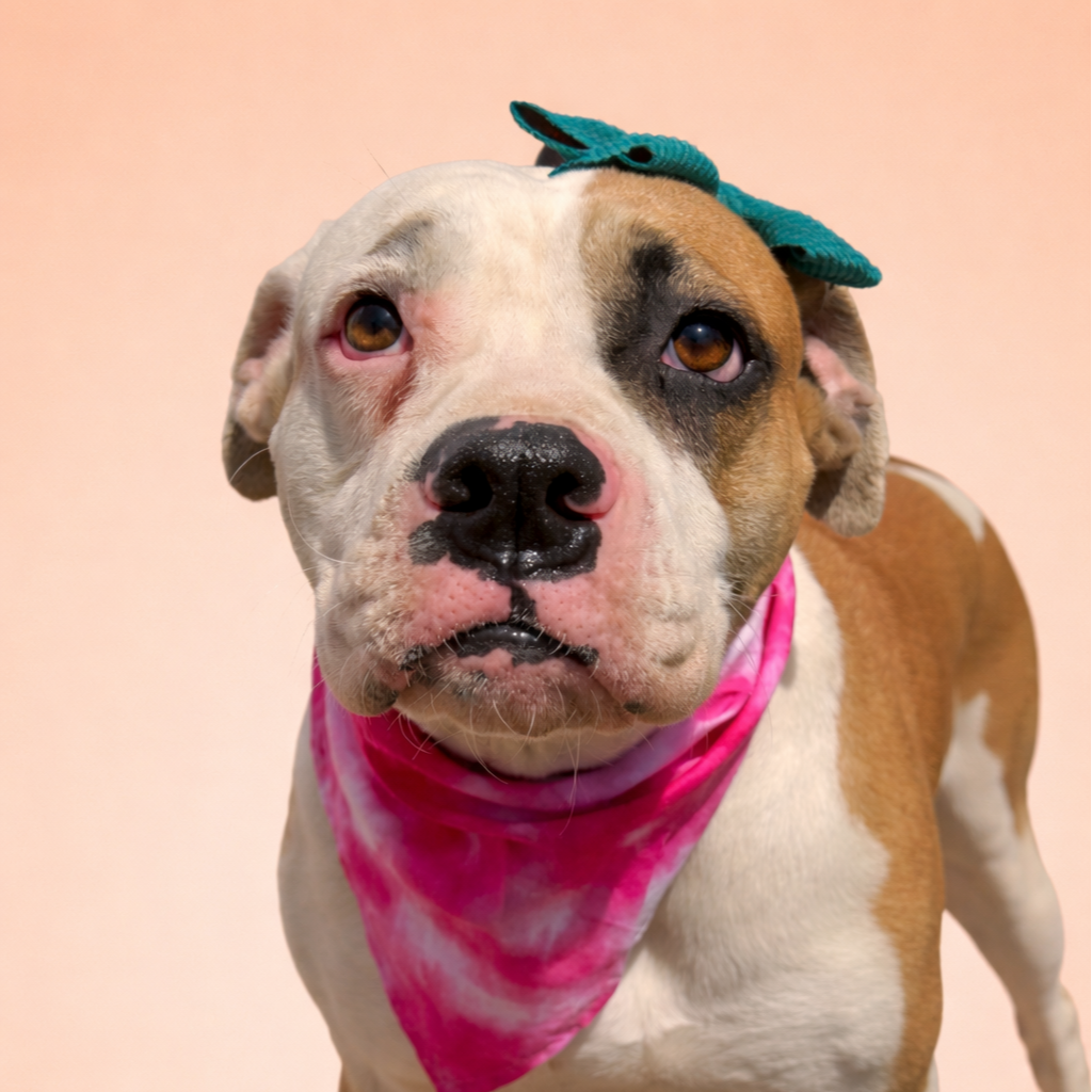 Annie is a 3 year old spayed female 