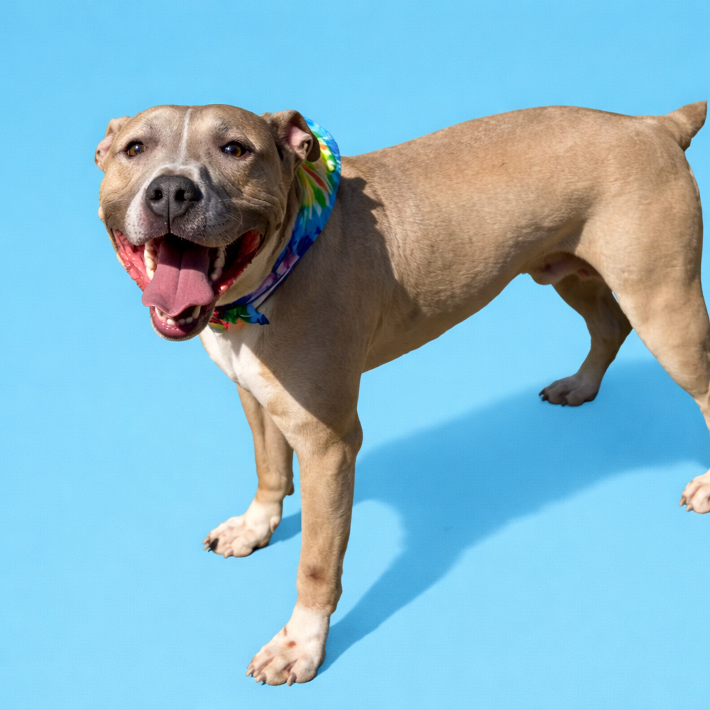 Diesel is a 3-year-old neutered male 