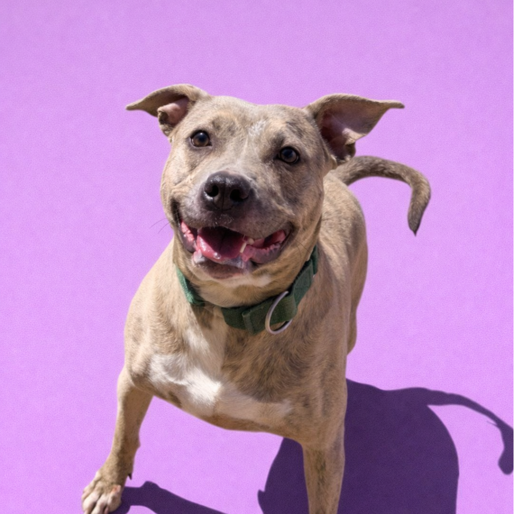 Taz is a 3 year old neutered male 