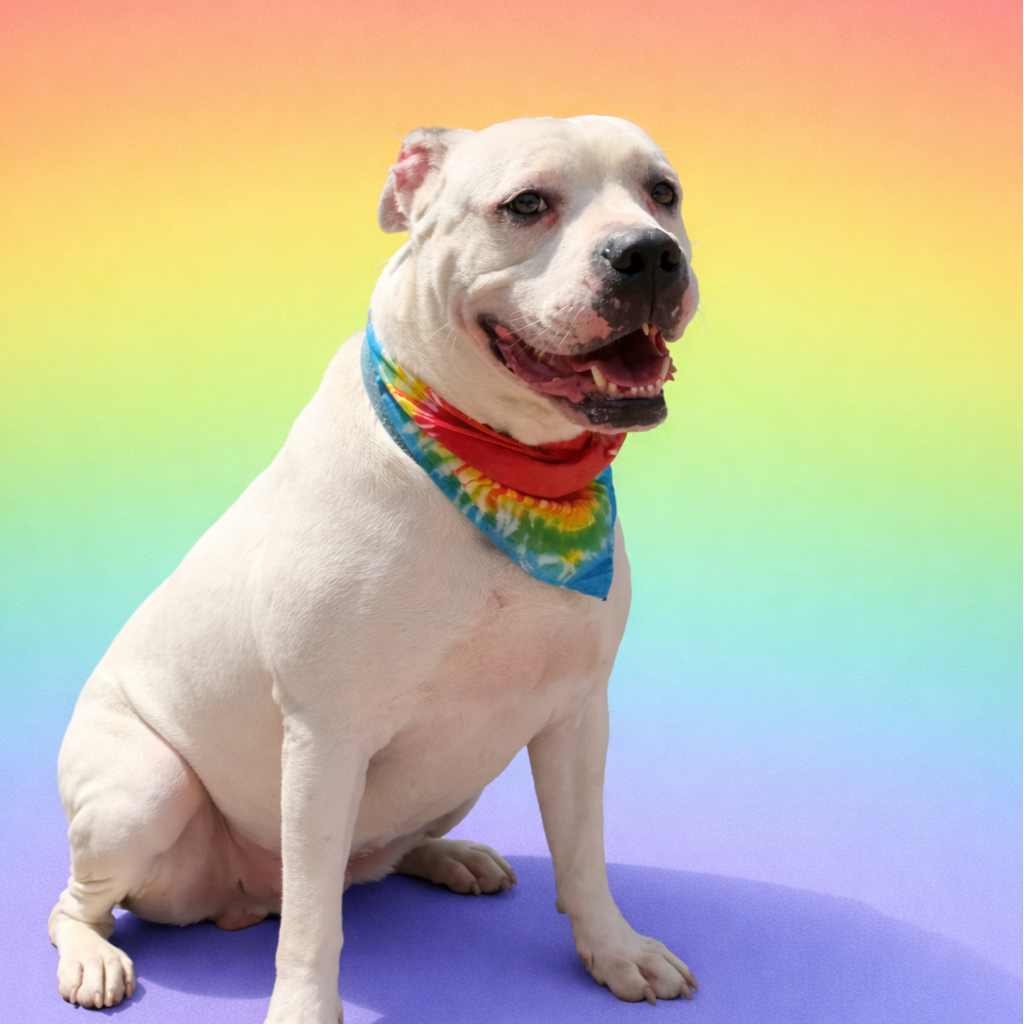Shiro is a 4 year old neutered male 