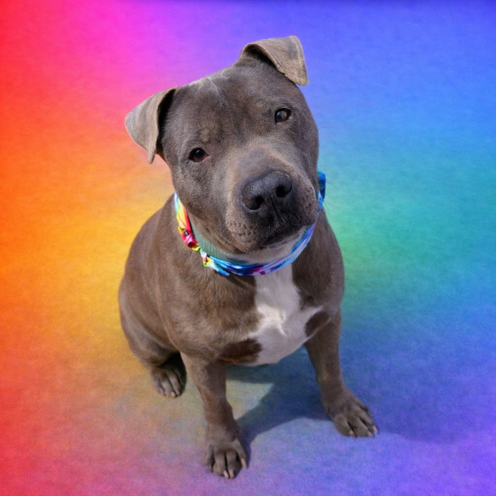 Rocky is a 4 year old neutered male 
