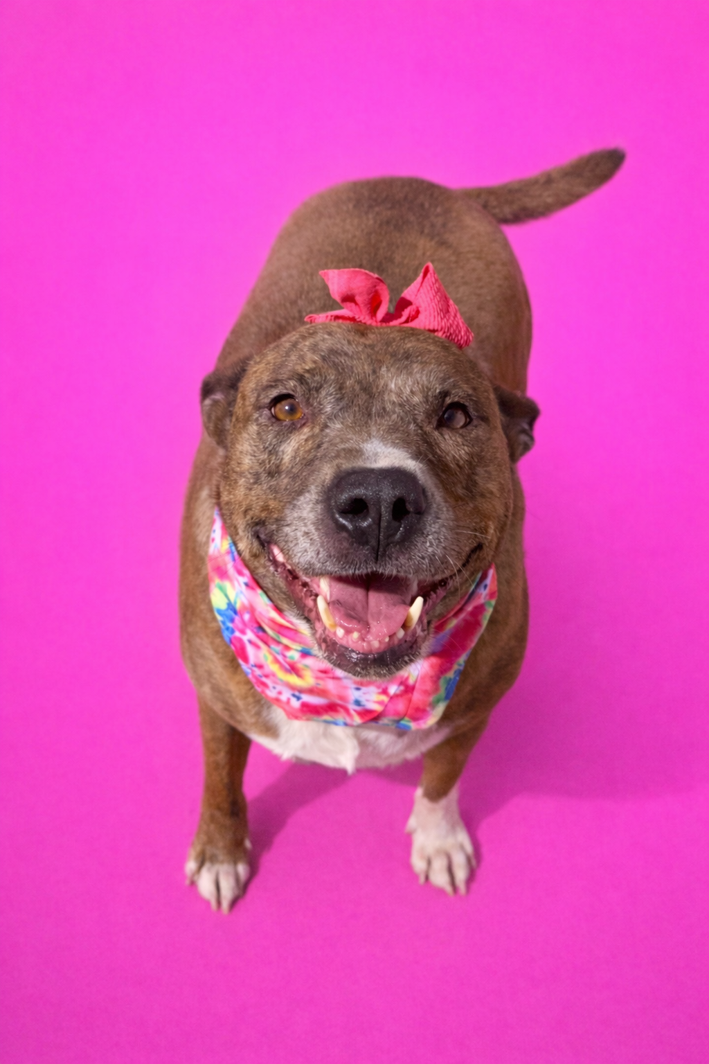 Staci is 4 year old spayed female 