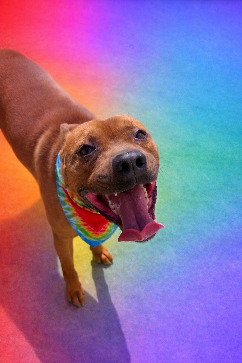Johnny is a 4 year old neutered male 