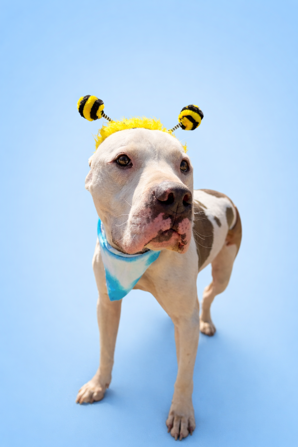 Abel is a 4 year old neutered male 