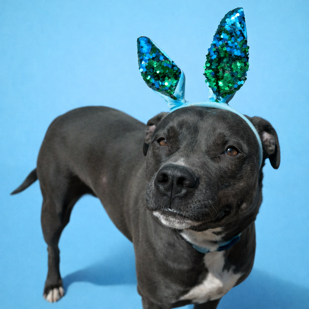 Enzo is a 4 year old neutered male 