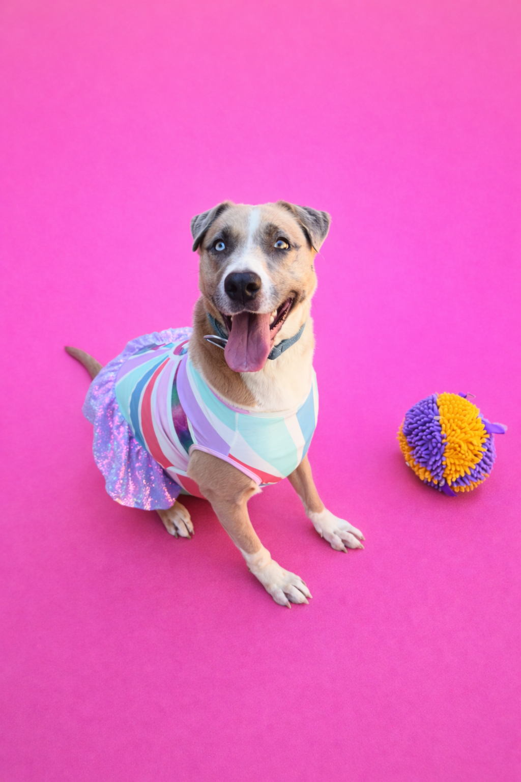 Breezy is a 3 year old spayed female 