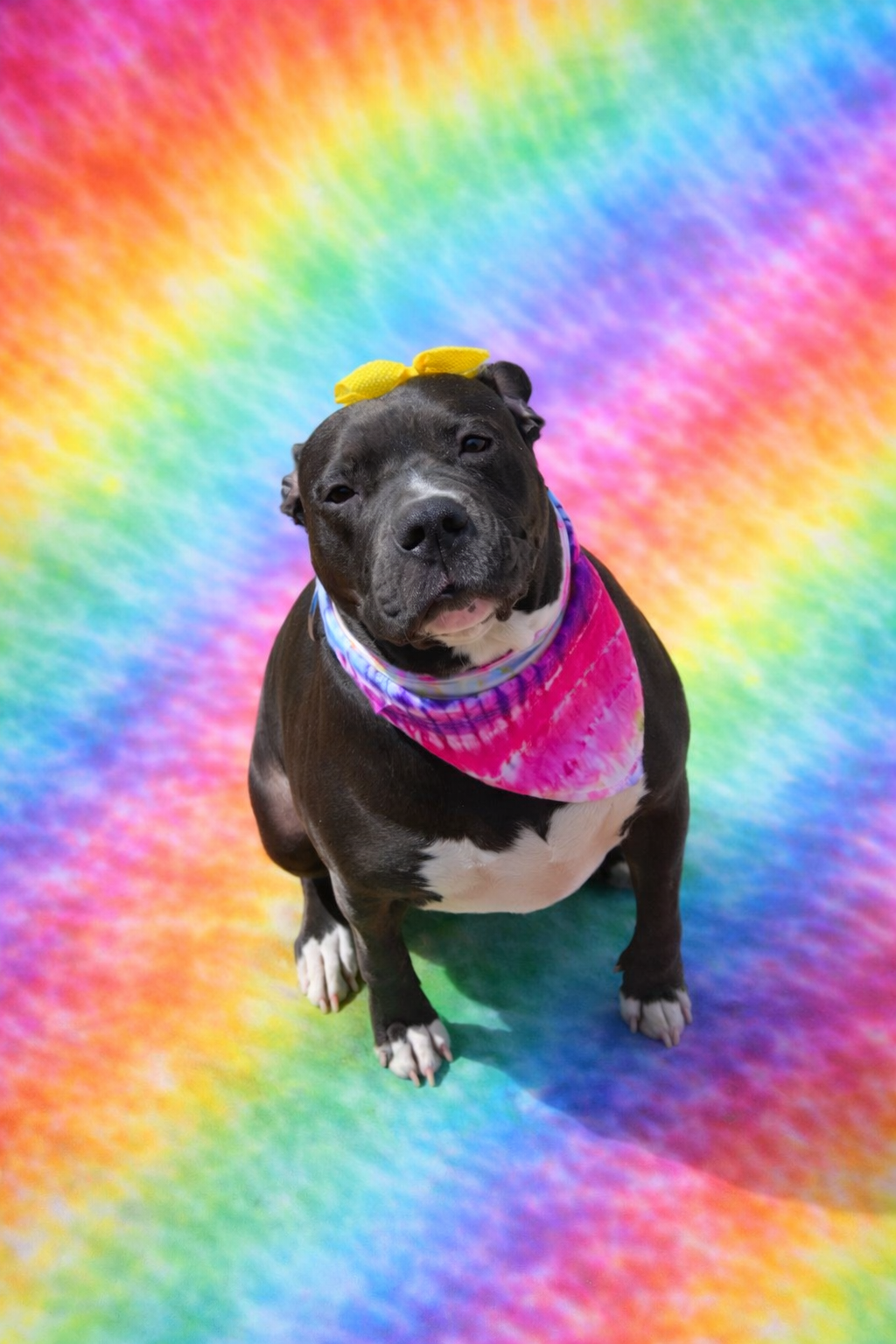 Jaimie is a 4 year old spayed female 